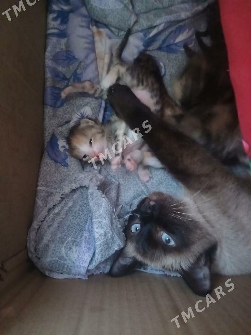 mugt pishik - Daşoguz - img 2