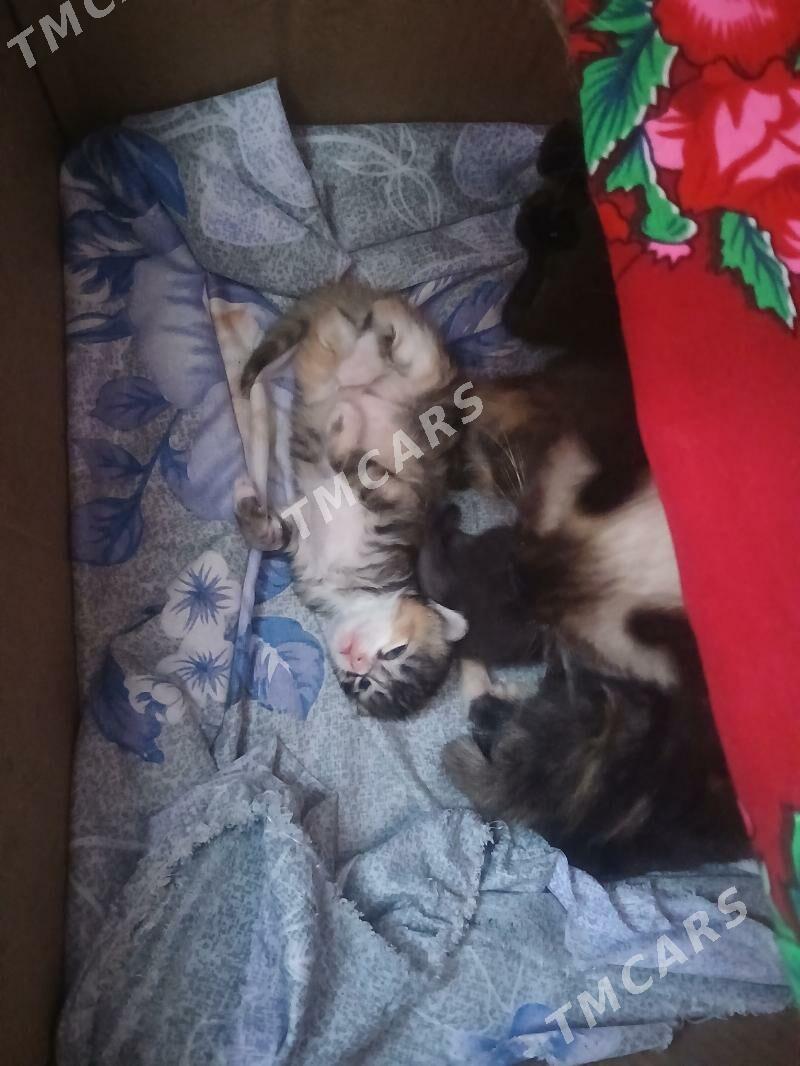 mugt pishik - Daşoguz - img 3