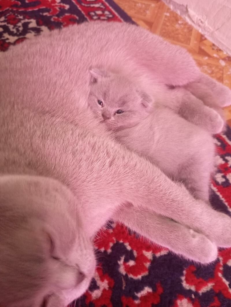 Котёнок - Мары - img 5