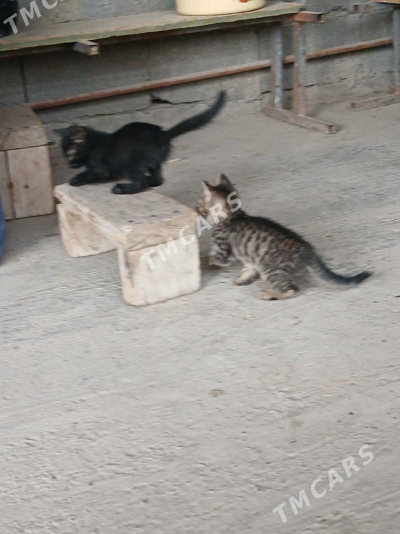 pişik - Gökdepe - img 2