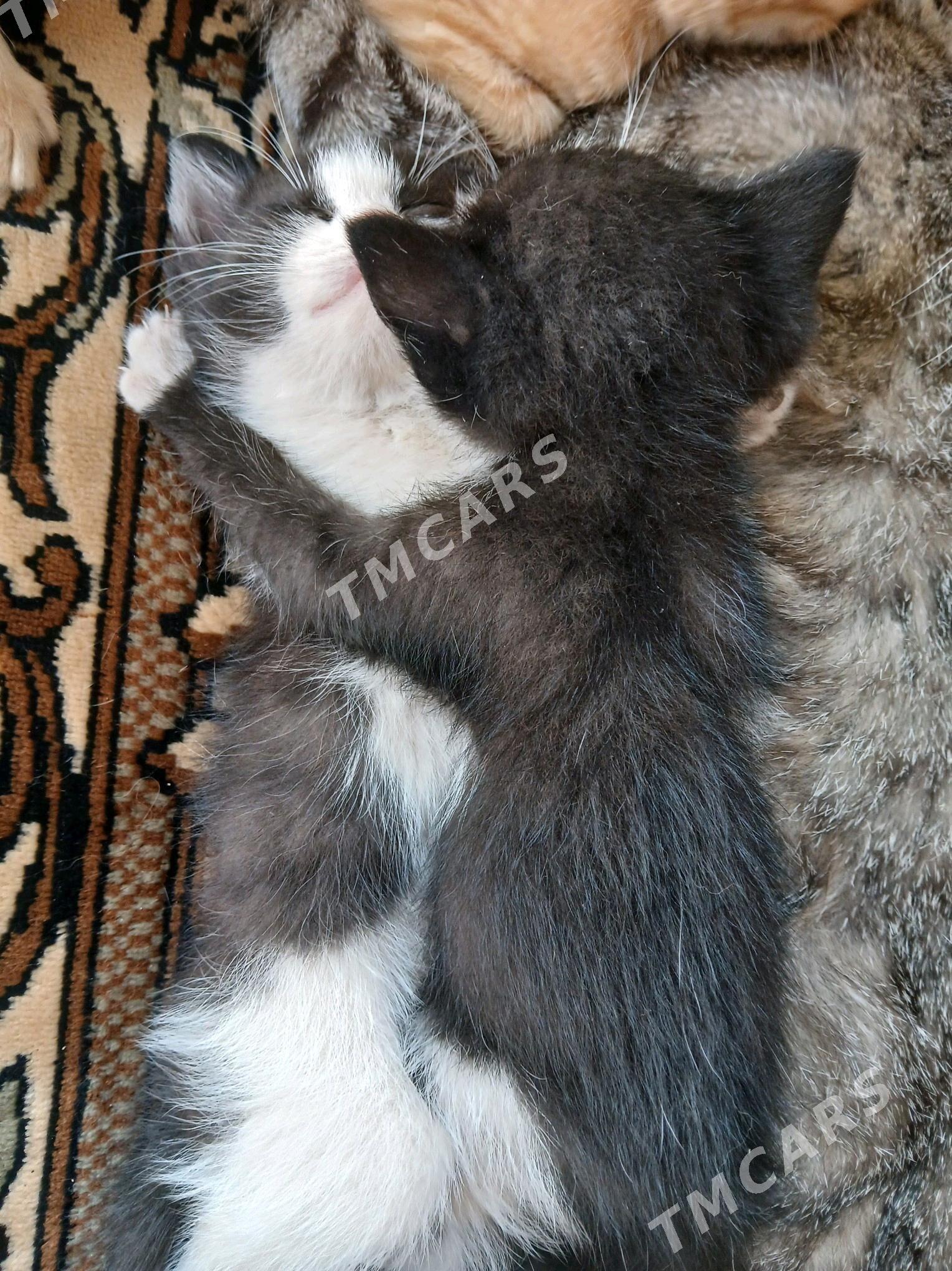 Котята - Türkmenbaşy - img 3