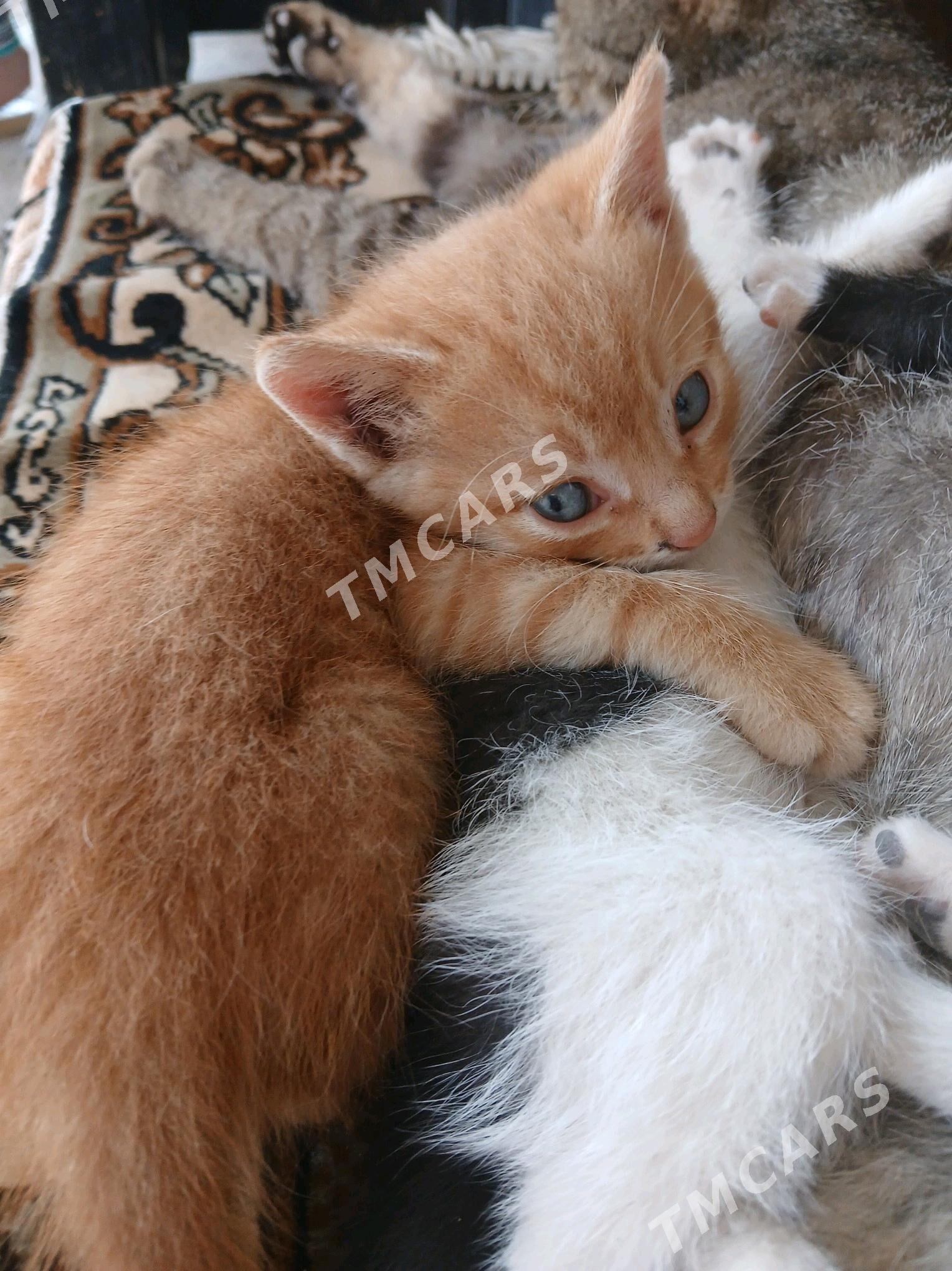 Котята - Türkmenbaşy - img 2