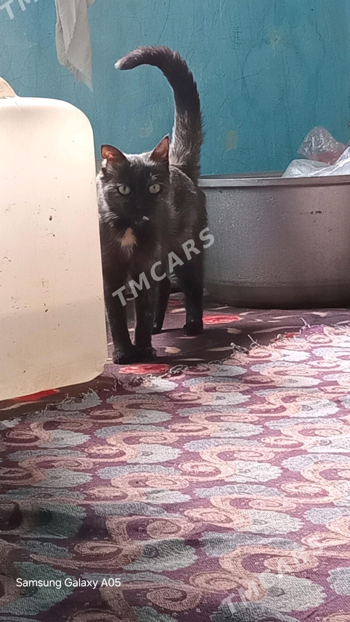 Mugt Pisik "Nazli" - Türkmengala - img 2