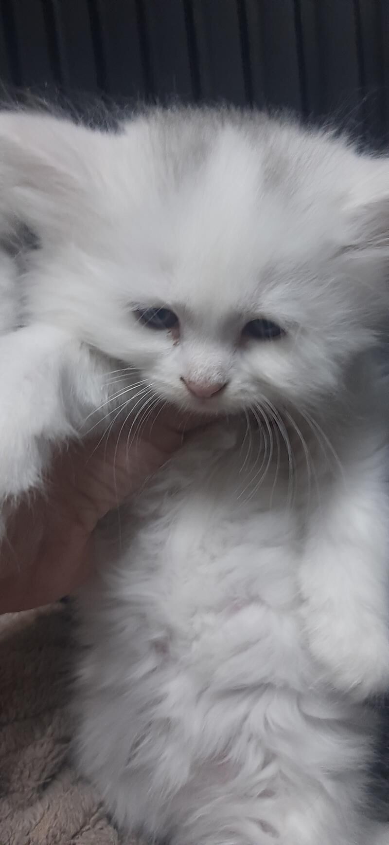 Котята ( скотиш-страйт) - Ашхабад - img 3