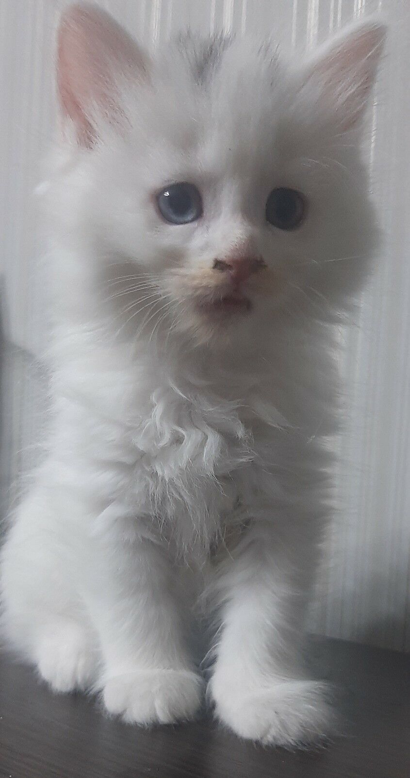 Котята ( скотиш-страйт) - Ашхабад - img 2