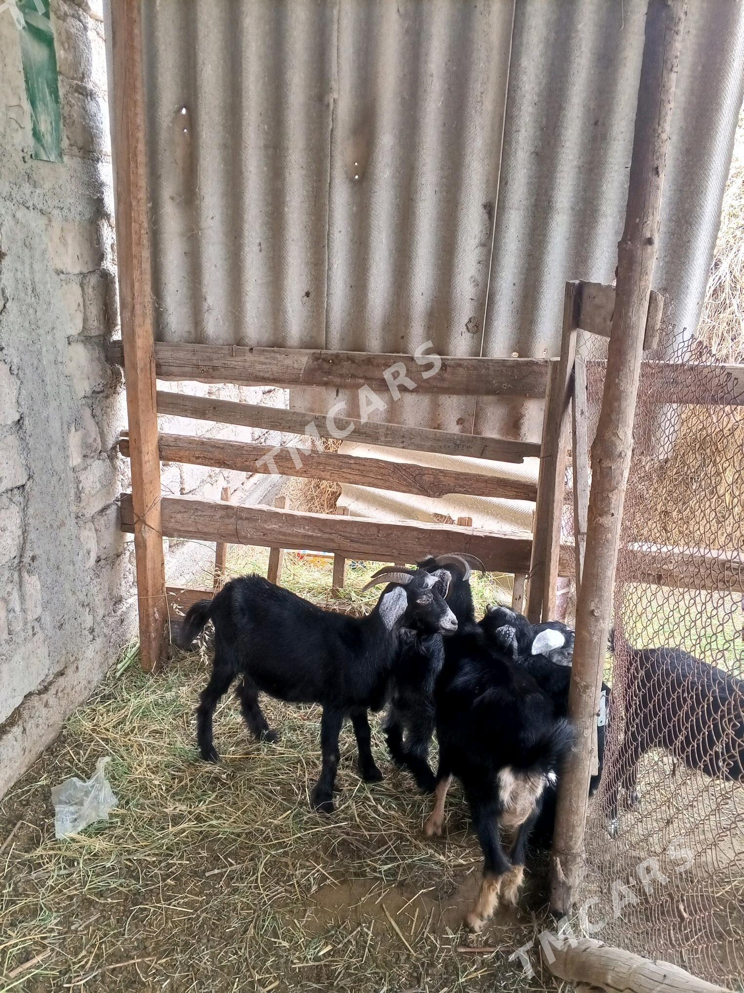 owlakly geci - Gökdepe - img 2