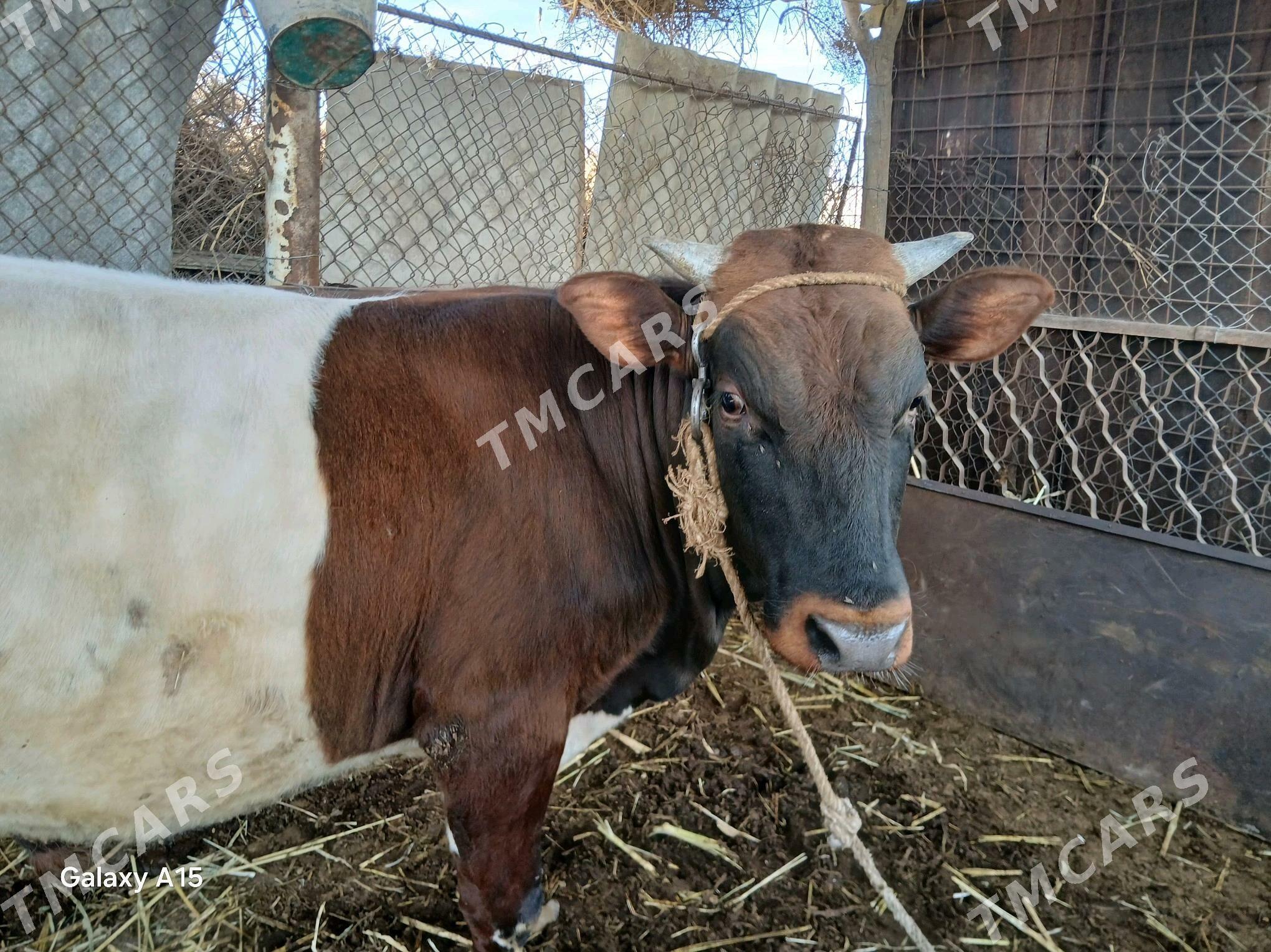 őkűz Baky. - Daşoguz - img 3