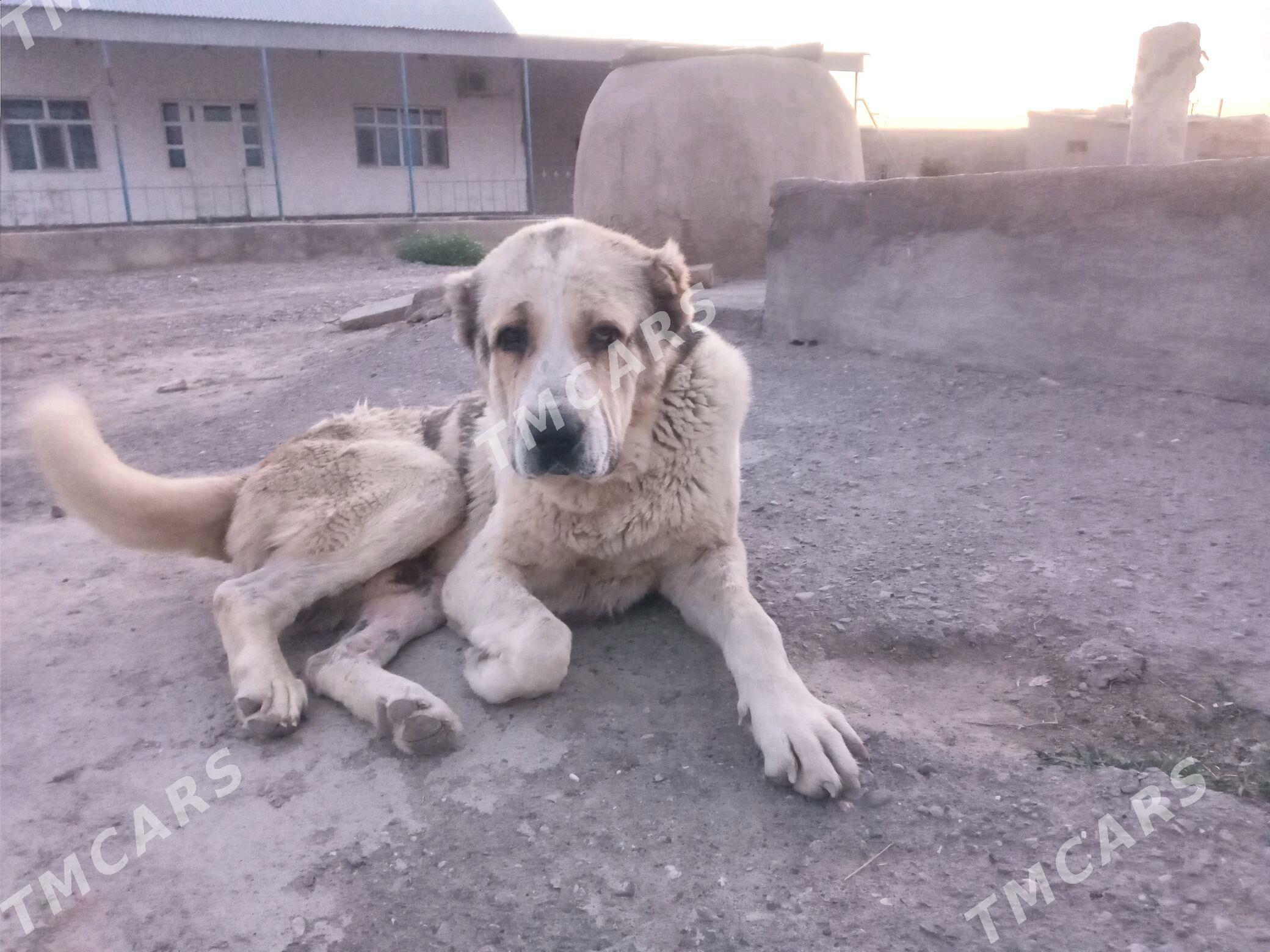 Güjük (Köpek) - Гёкдепе - img 2