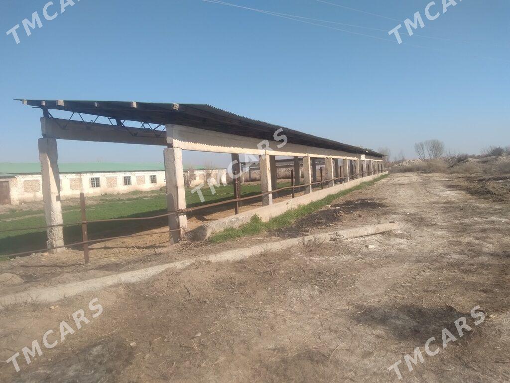 Ferma , hususy we  5 ga  ýeri bilen bile - Halaç - img 5
