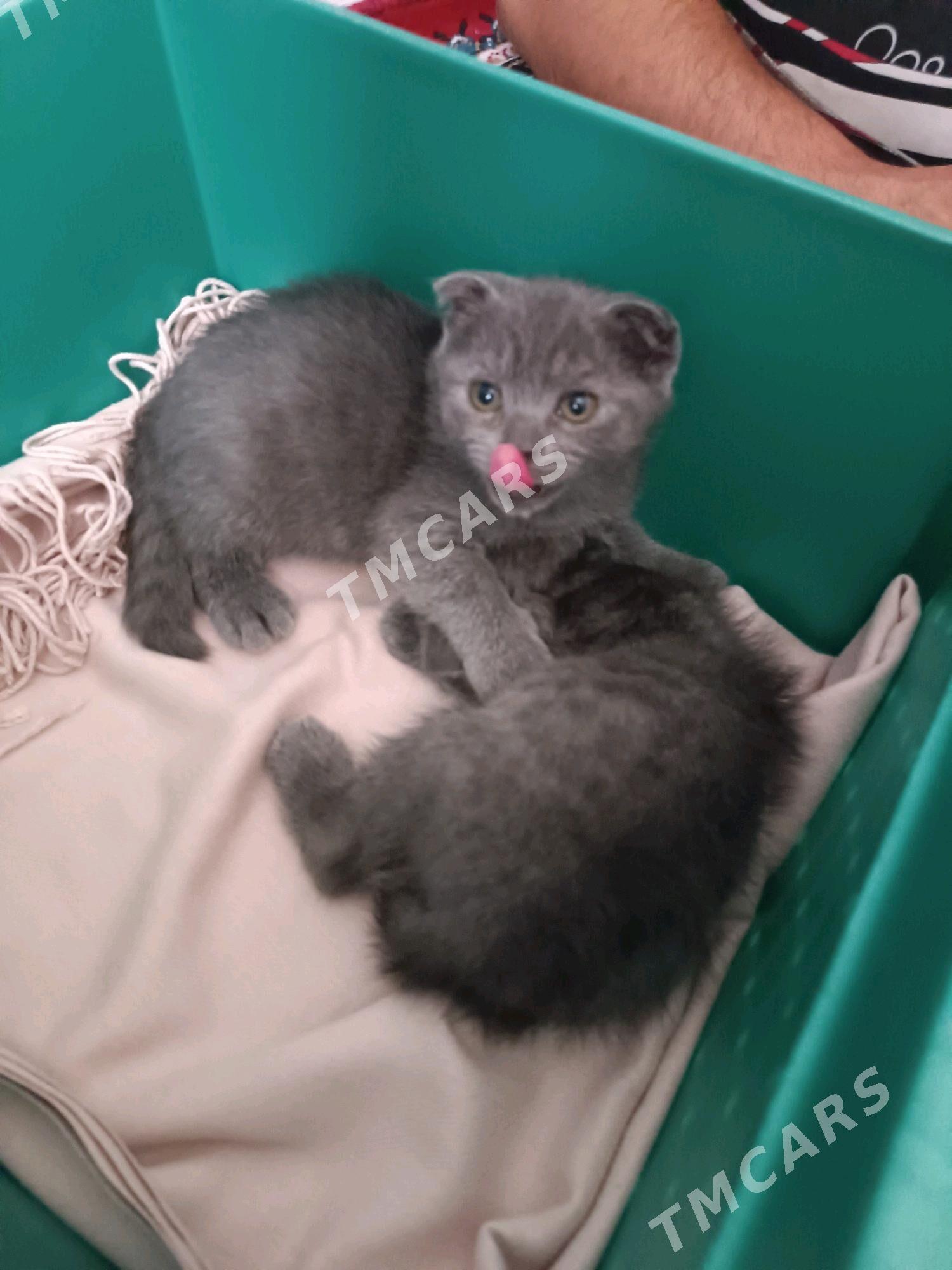 котята вислаушки - Мары - img 2