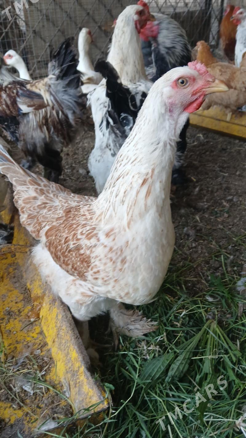 Balgar towuklar, horazlar - Ашхабад - img 3