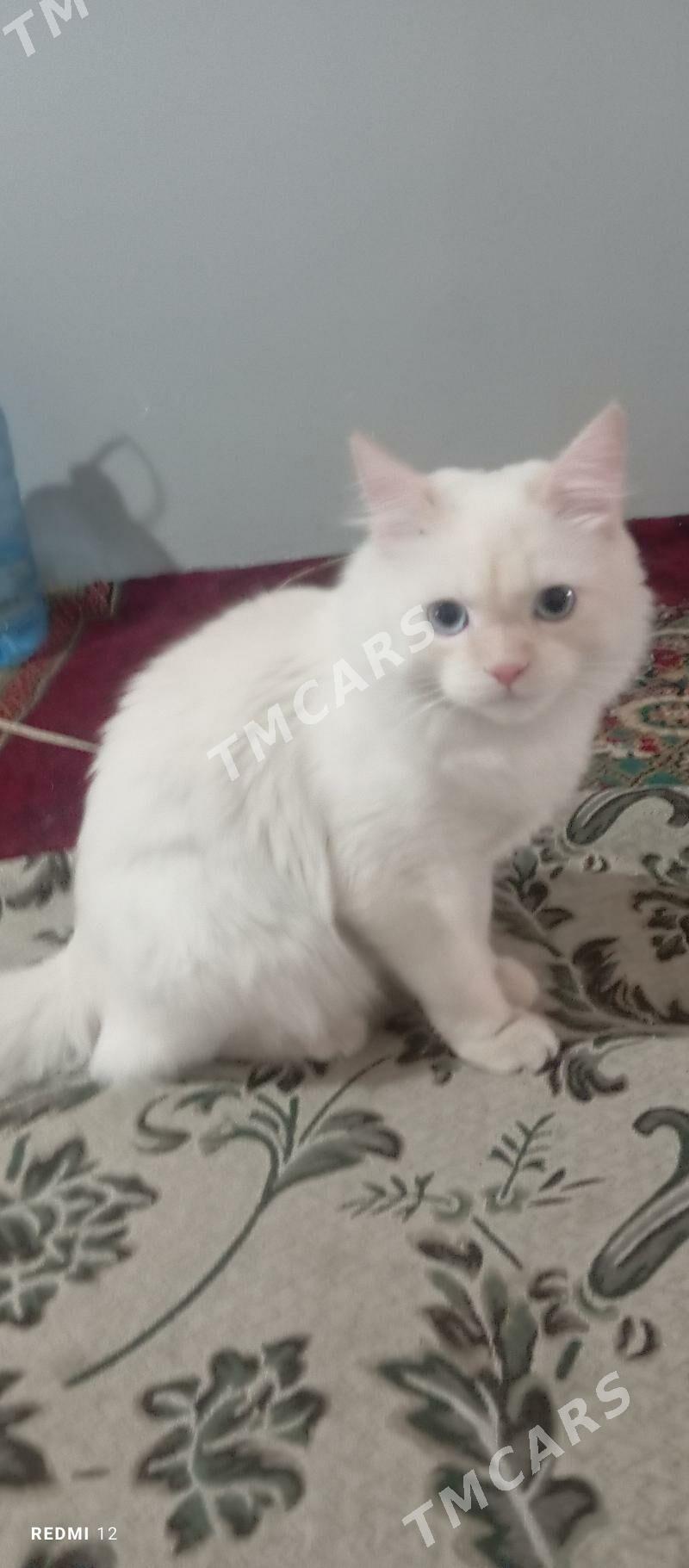 PIŞIK - Baýramaly - img 2