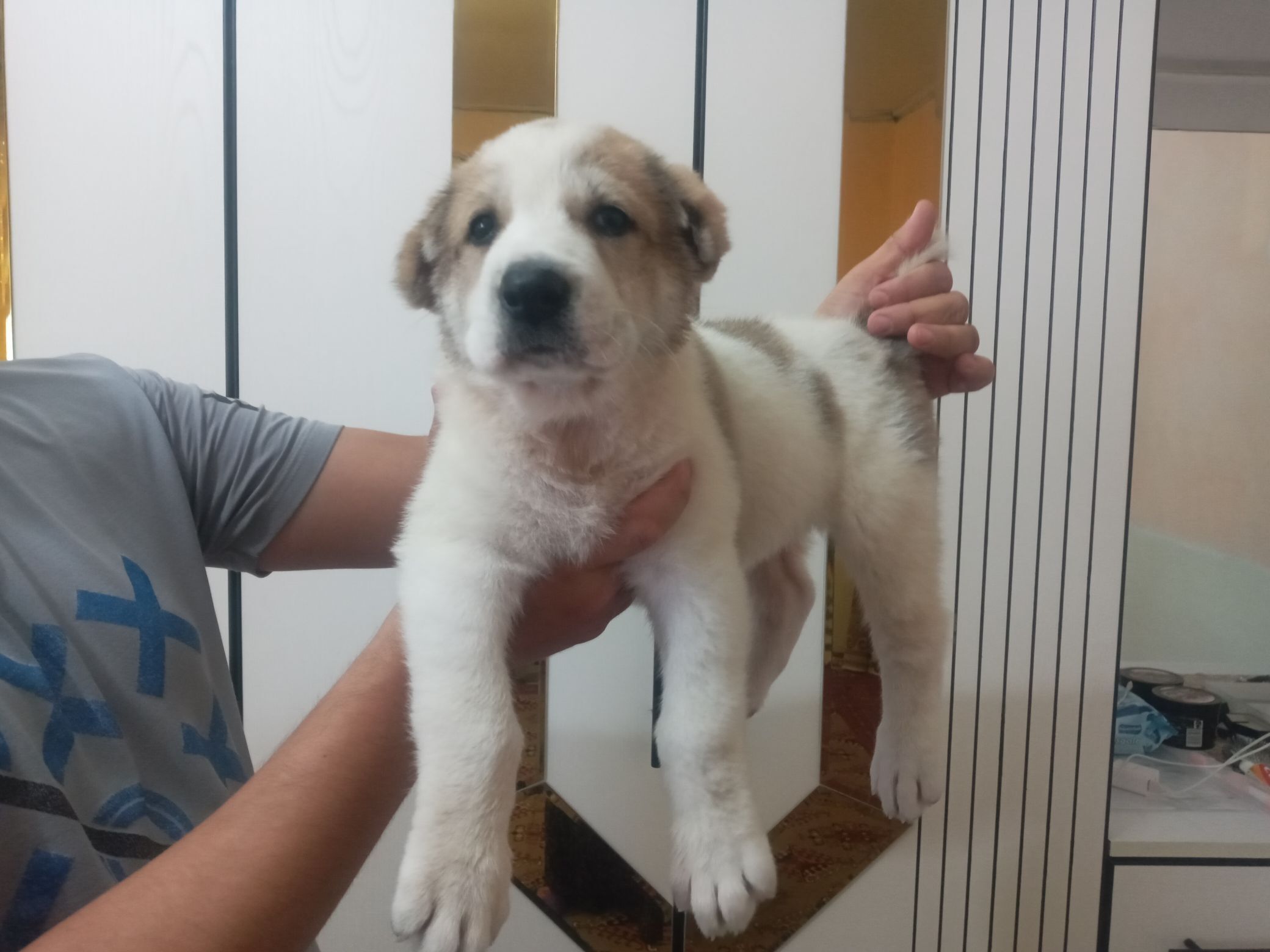 Güjük (Köpek) - Гёкдепе - img 4