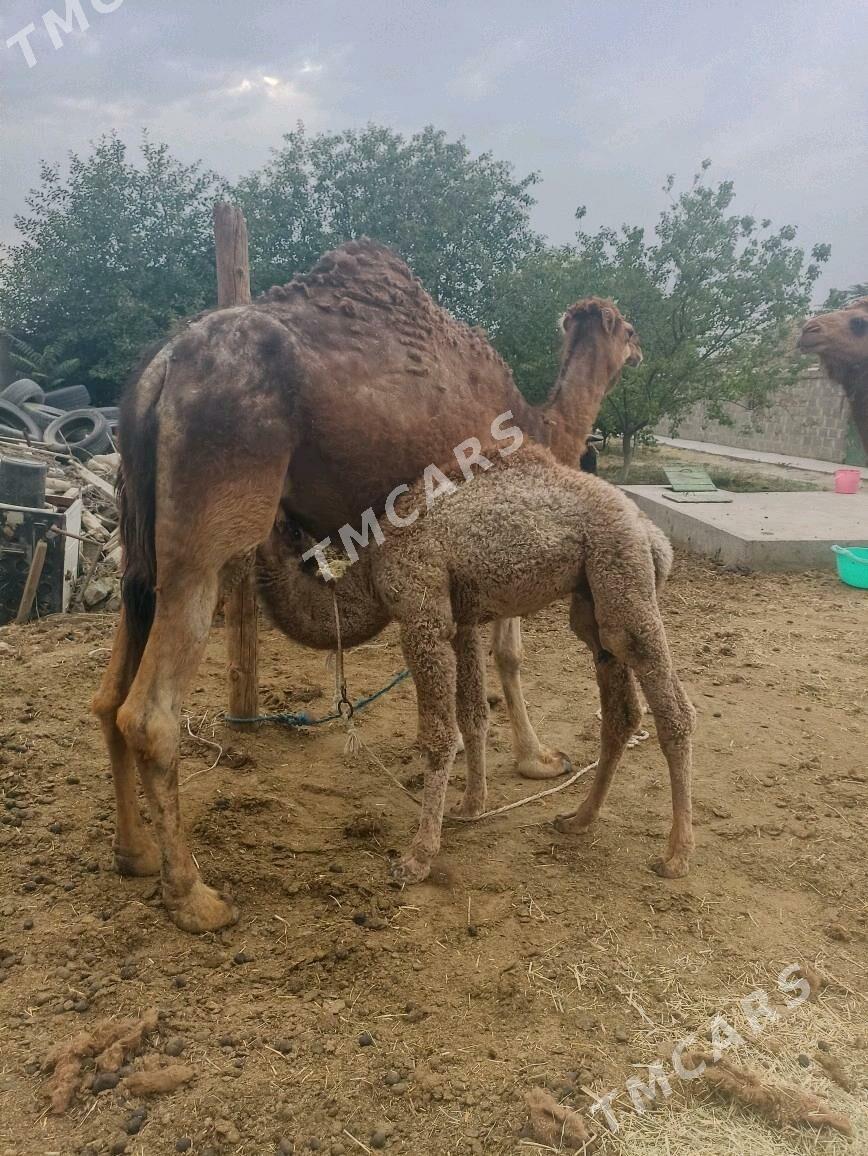 köşekli duye - Bäherden - img 2