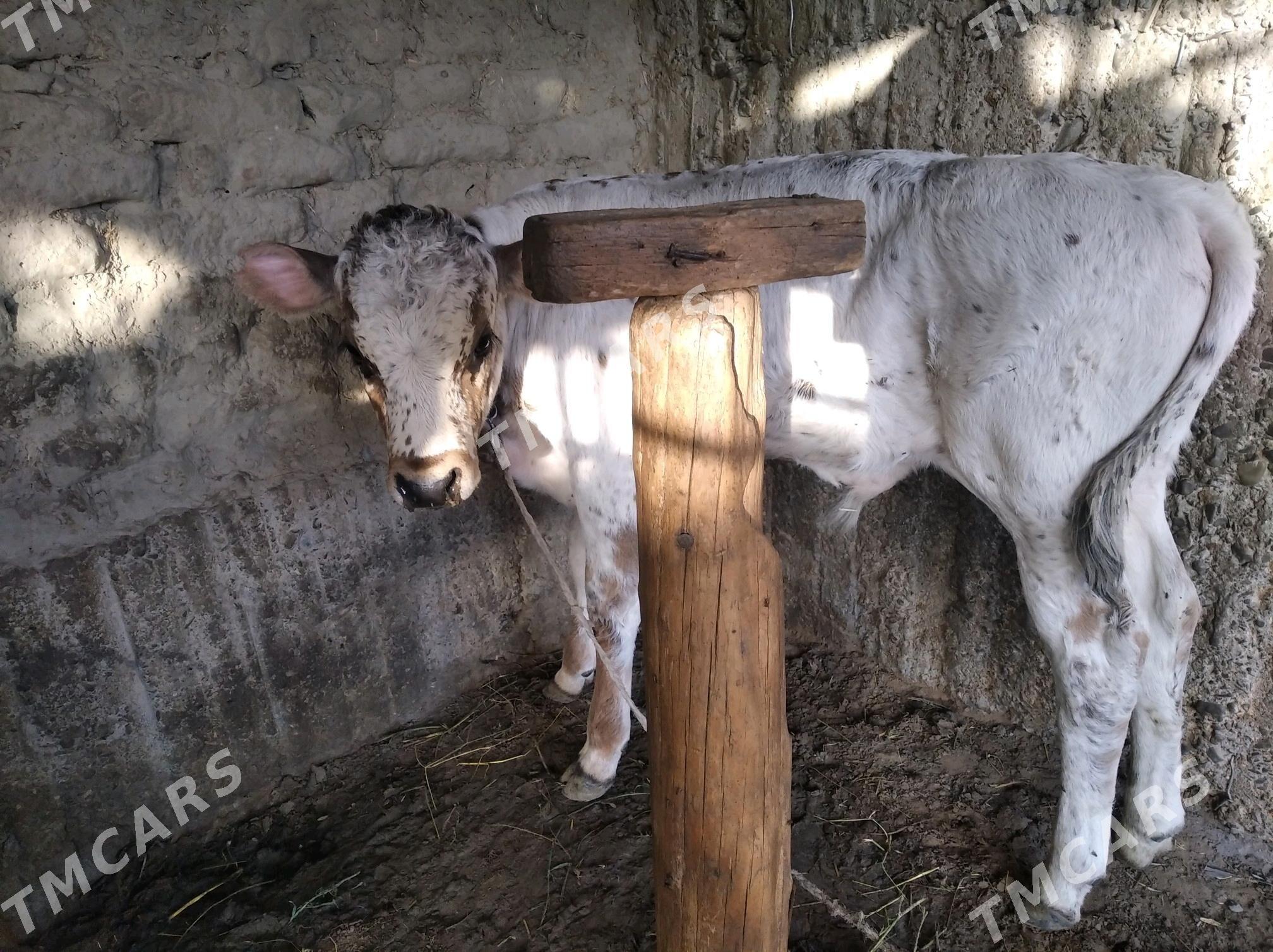 goleli sygyr - Gökdepe - img 2