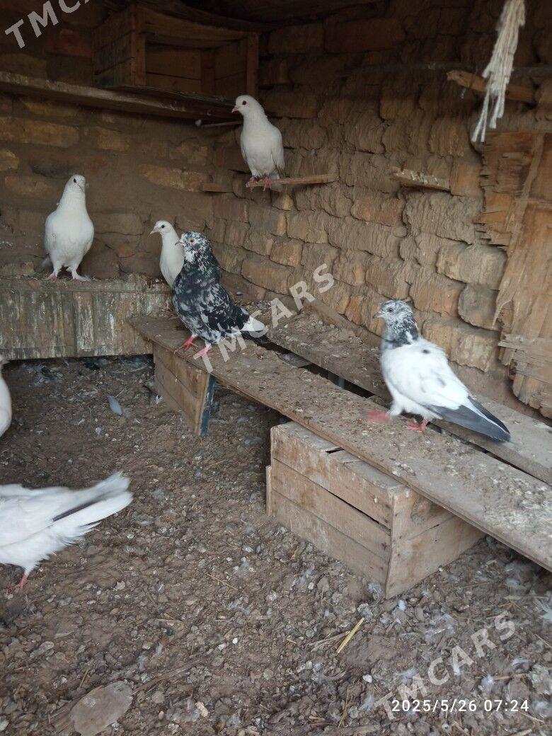 kepderi - Мары - img 4
