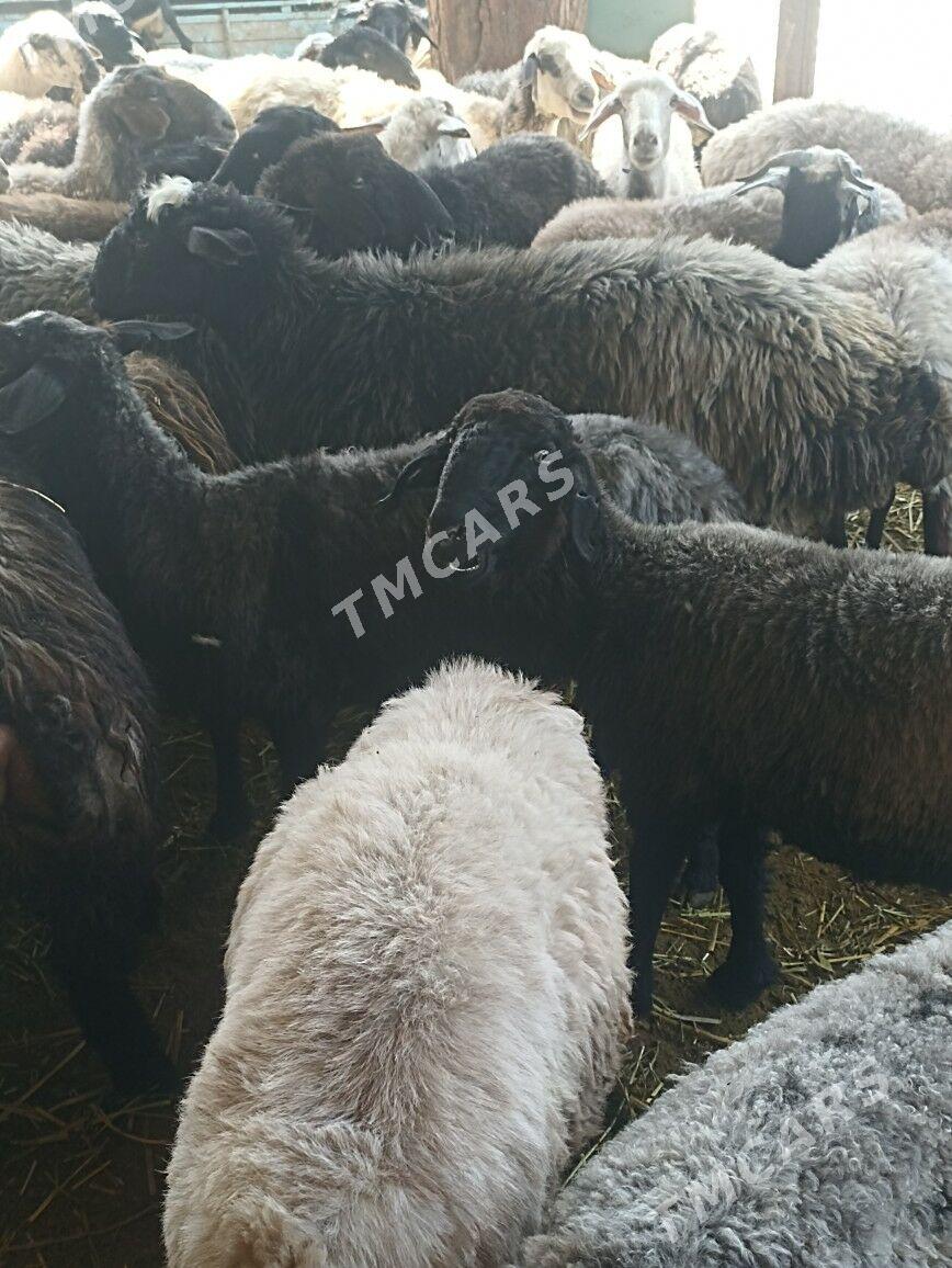 halal mallar - Aşgabat - img 2