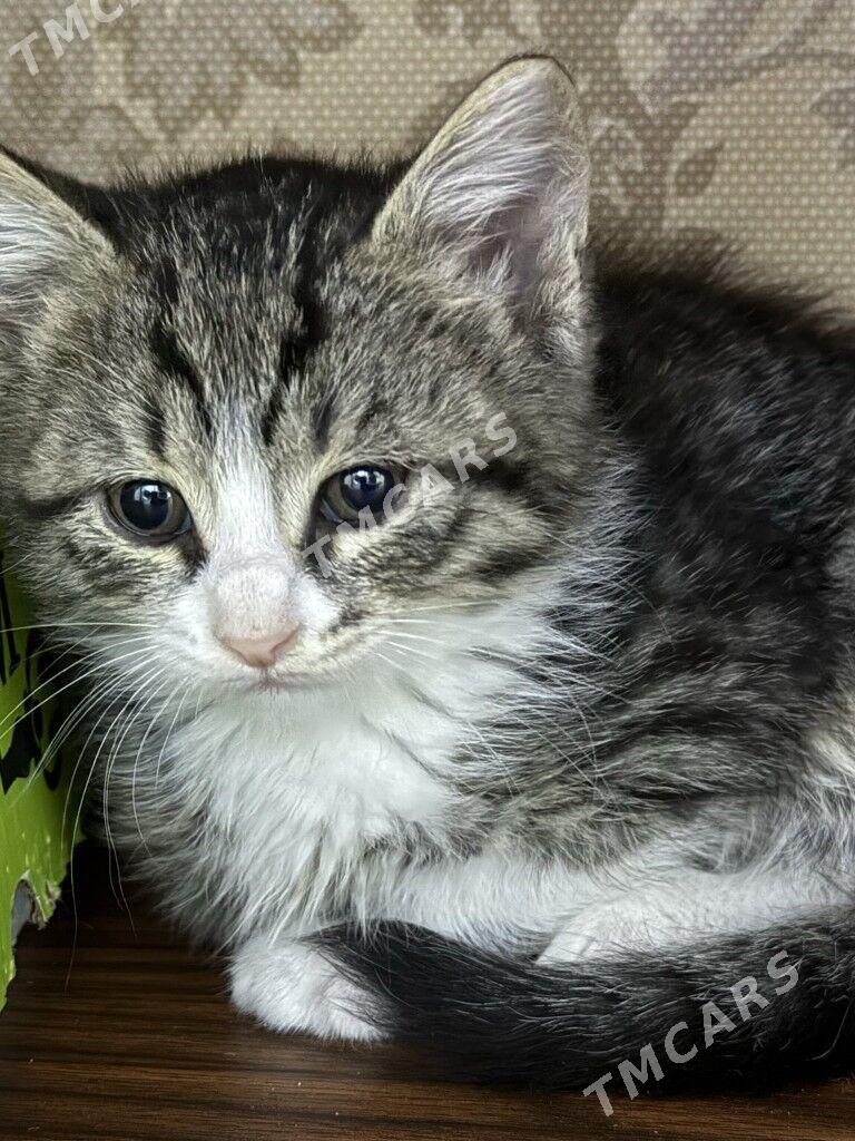 КОТЯТА - Ашхабад - img 6