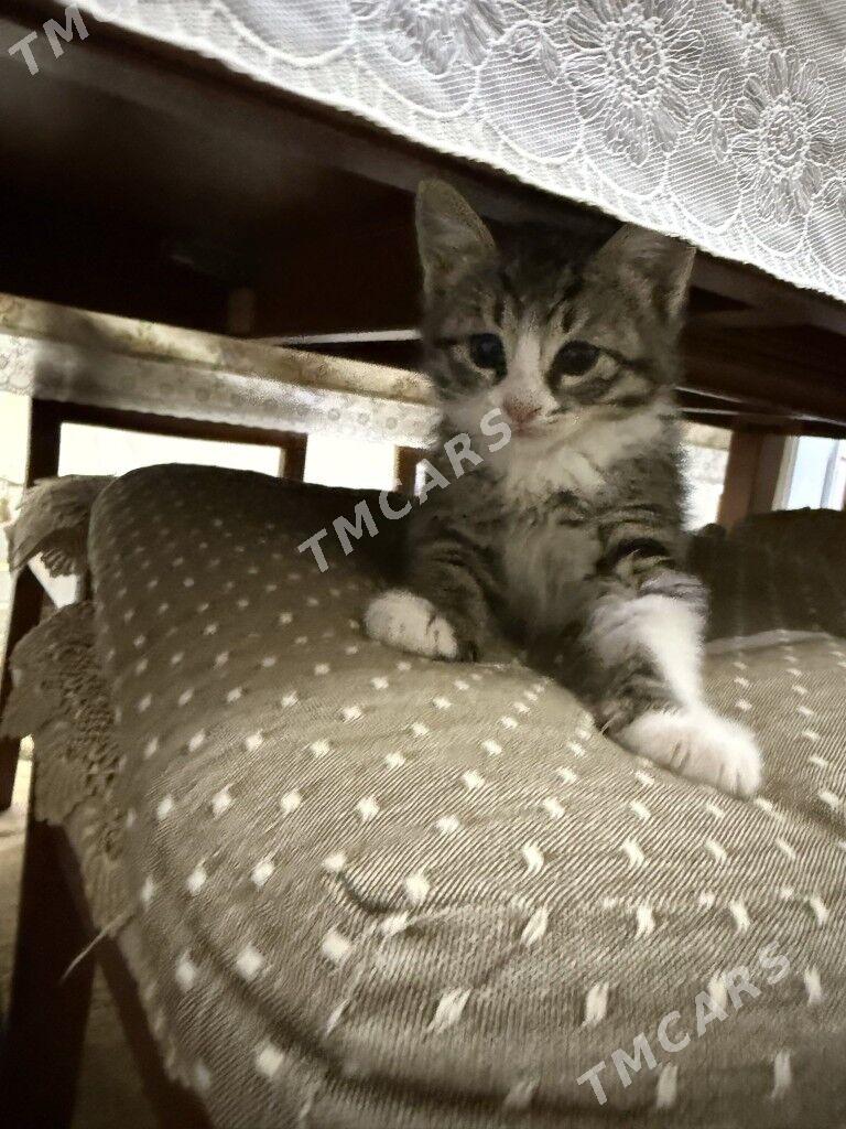 КОТЯТА - Ашхабад - img 4