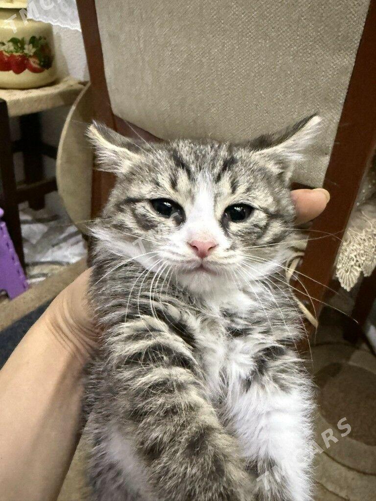 КОТЯТА - Ашхабад - img 2