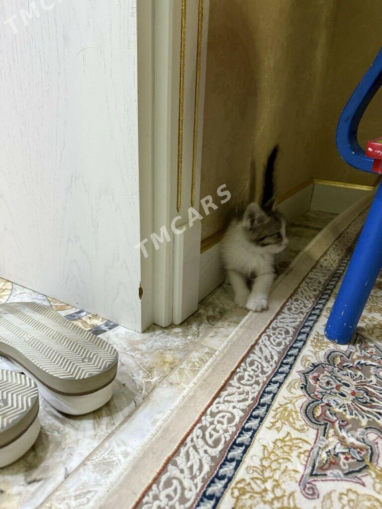 КОТЯТА - Ашхабад - img 5