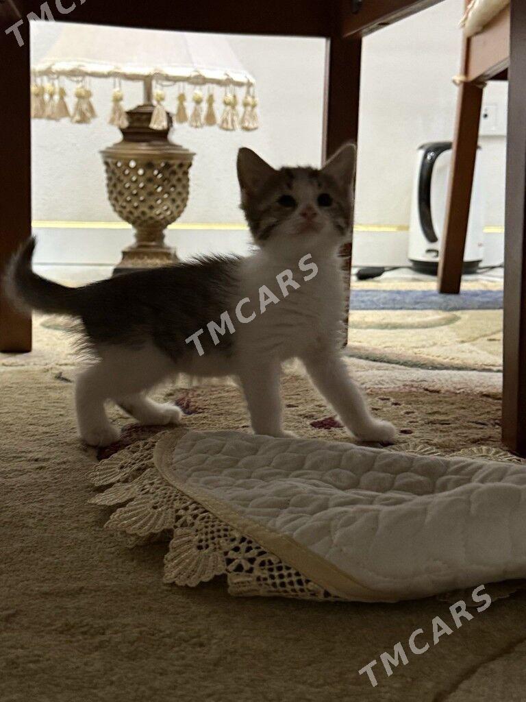 КОТЯТА - Ашхабад - img 3