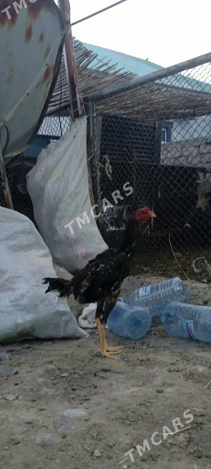TAŞKENT jüje - Гарадамак - img 2