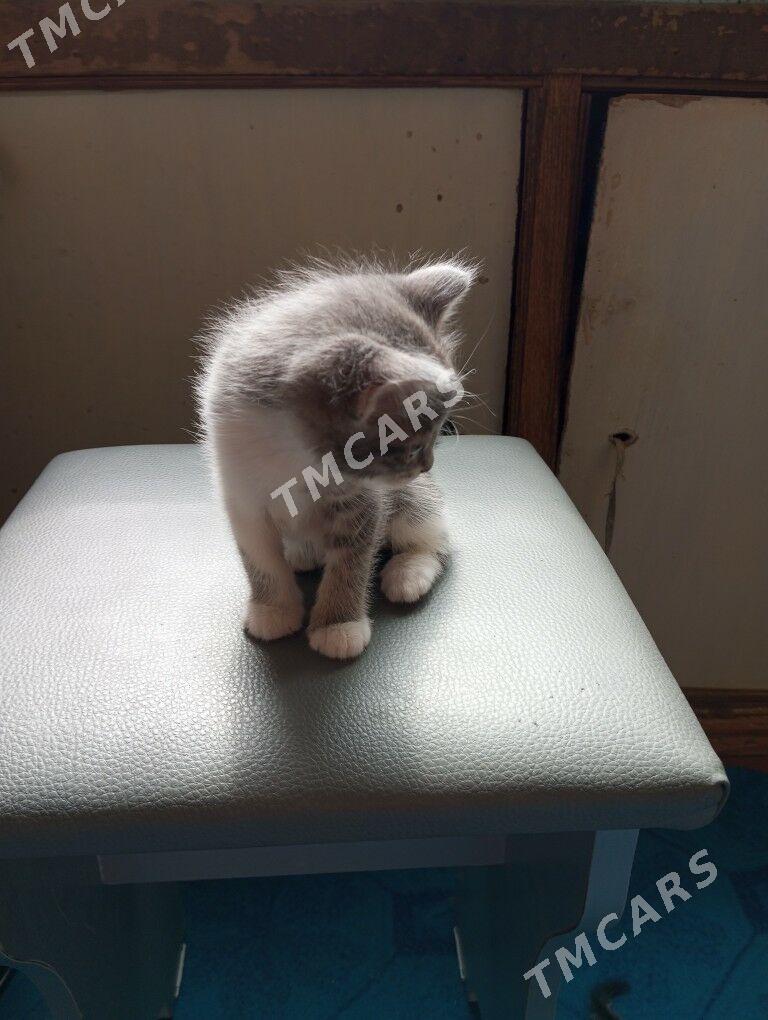 котята - Howdan "A" - img 2