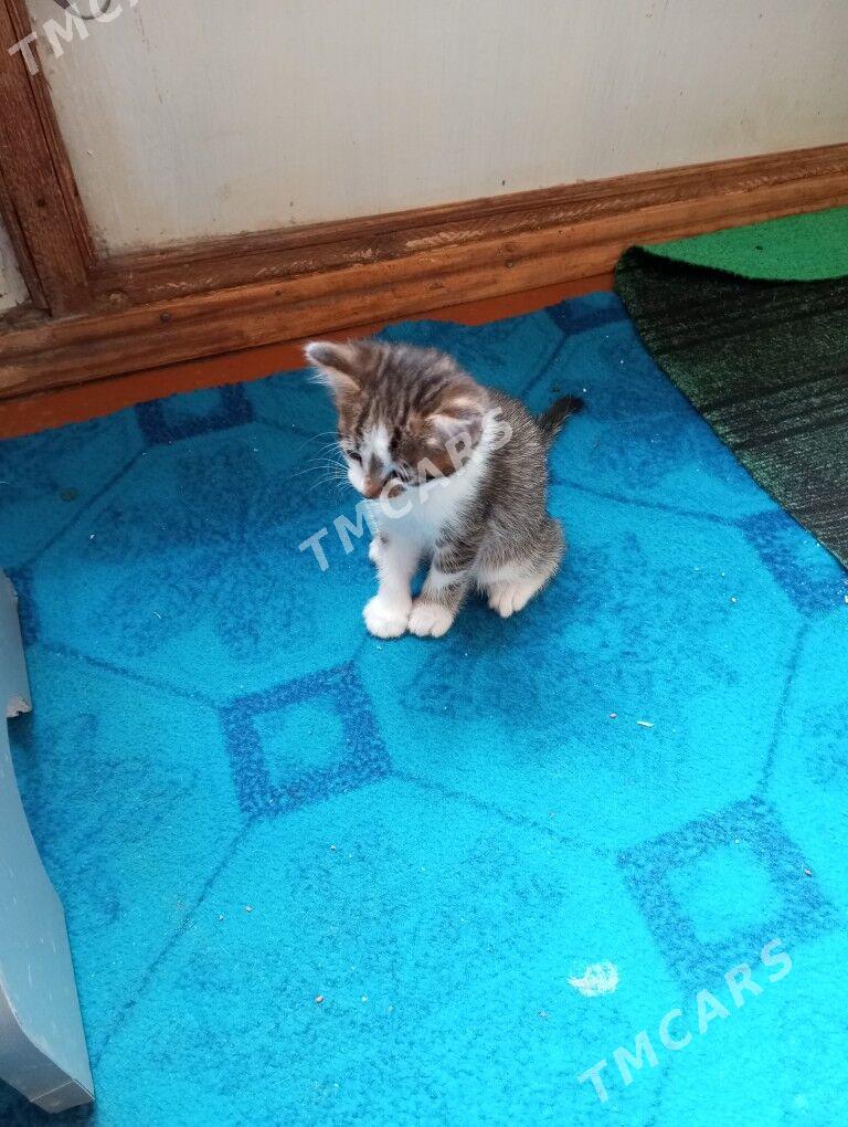 котята - Howdan "A" - img 3