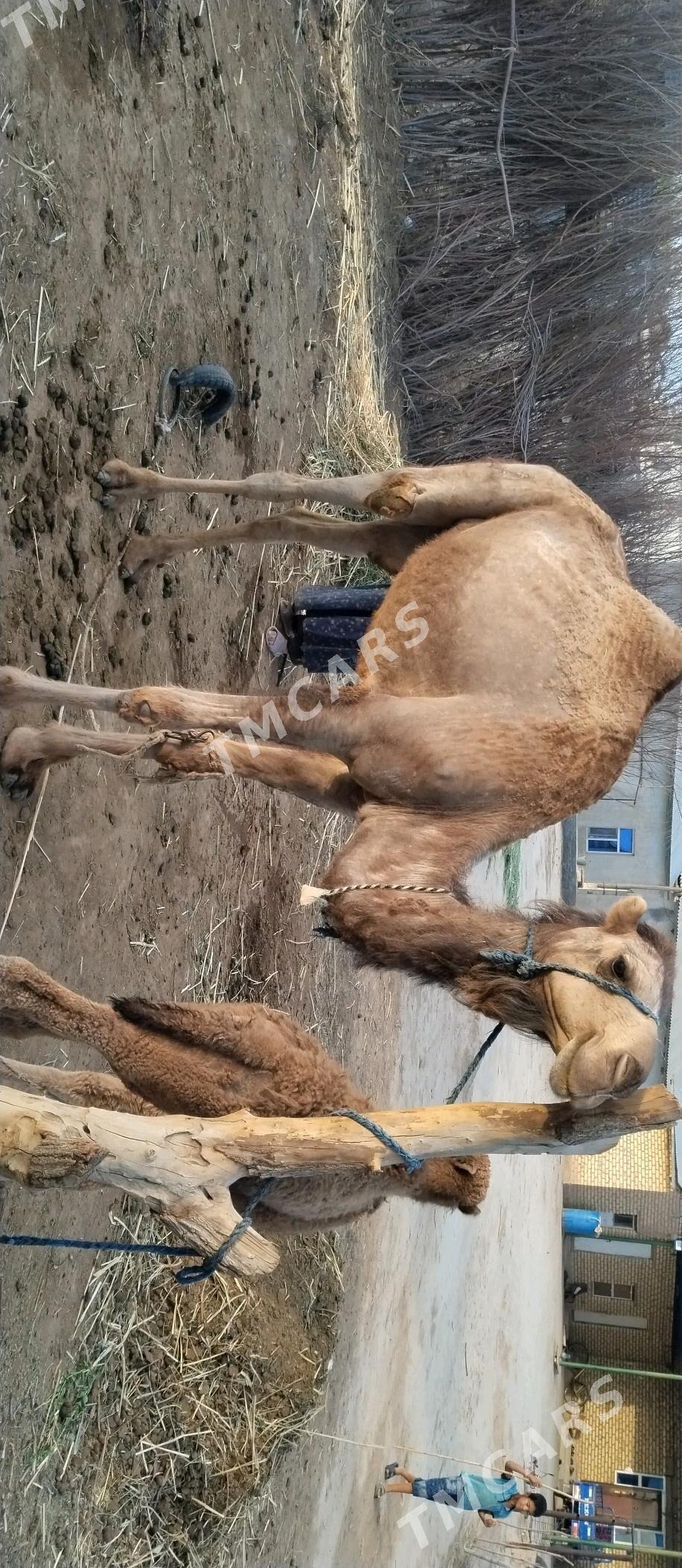 Köşekli  düye - Бабадайхан - img 2