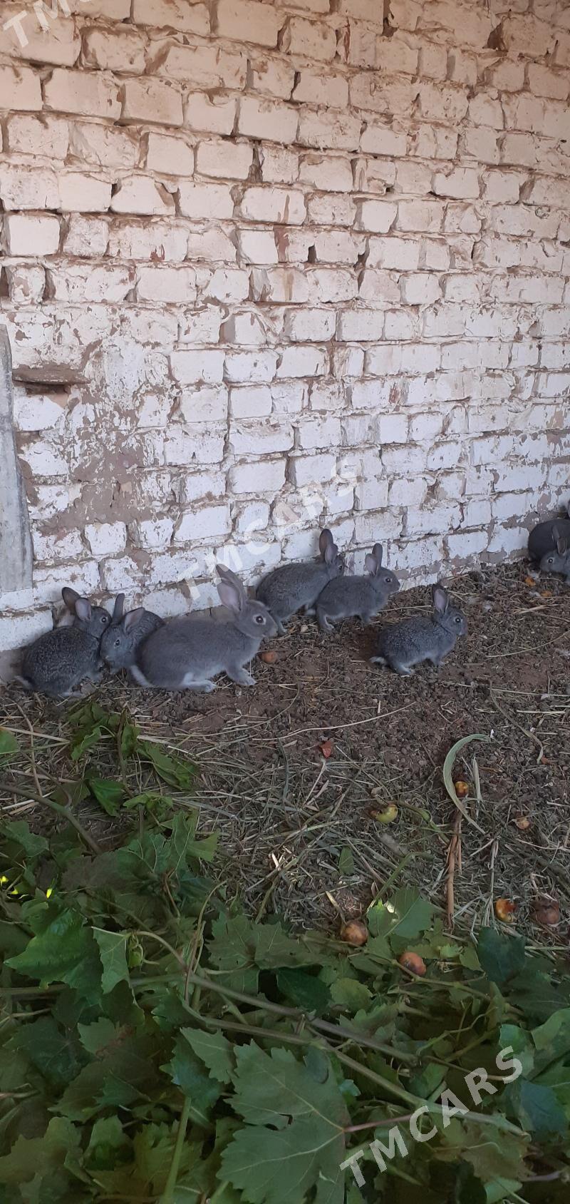 mesni towsan caga - Фарап - img 2