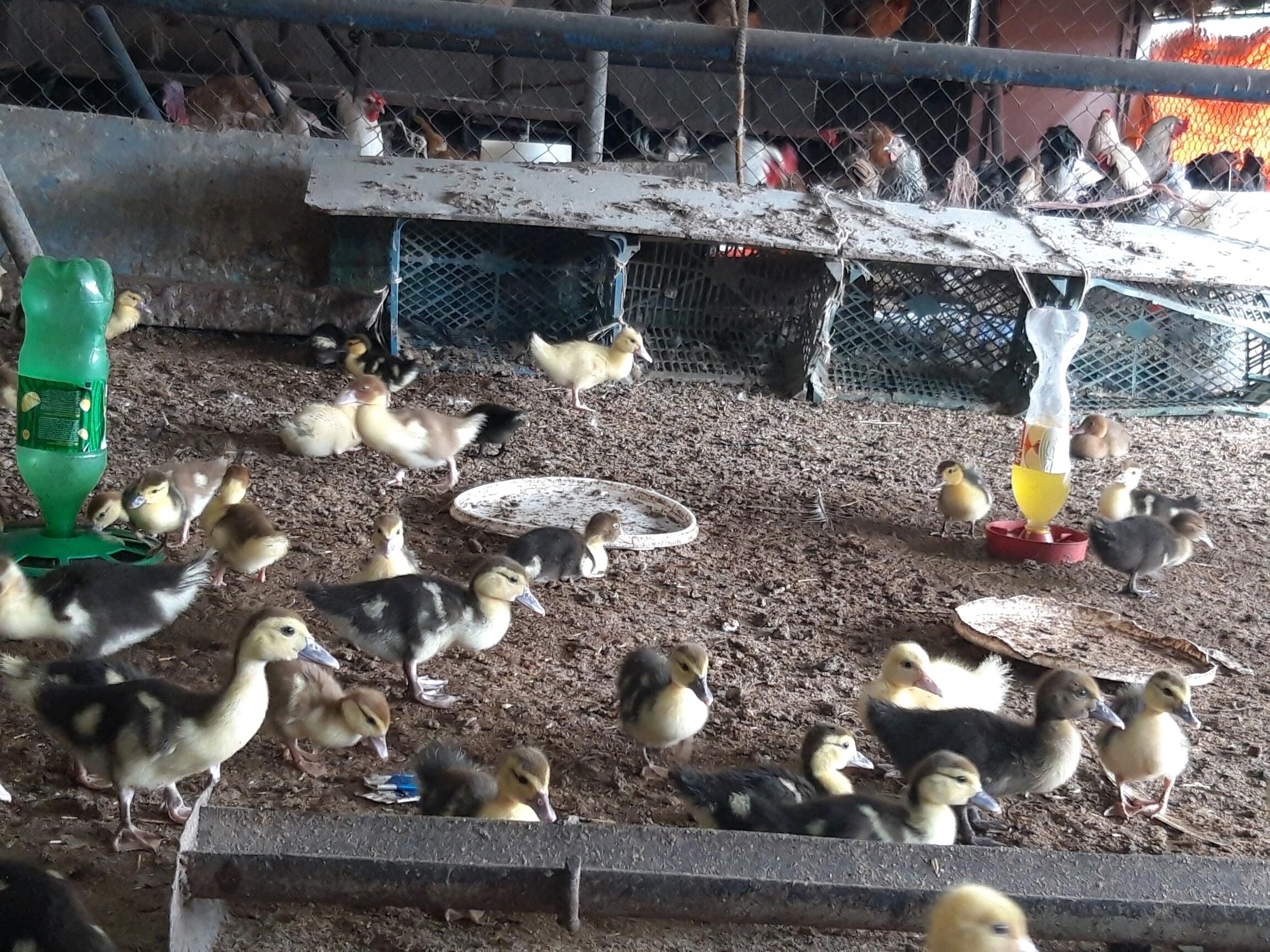 Indautka jüjesi - Gökdepe - img 2