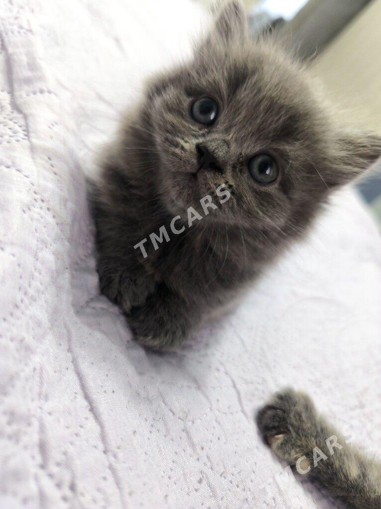 Котята шотланской пароды - Мары - img 3