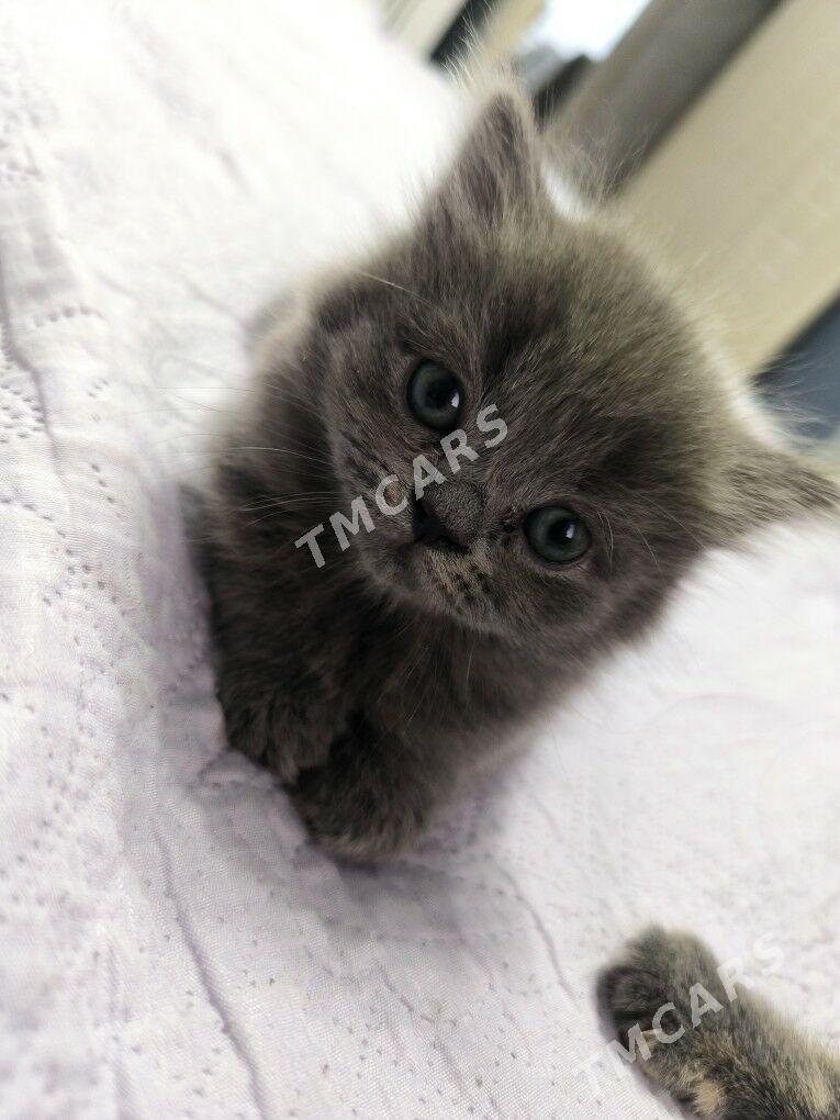 Котята шотланской пароды - Мары - img 2