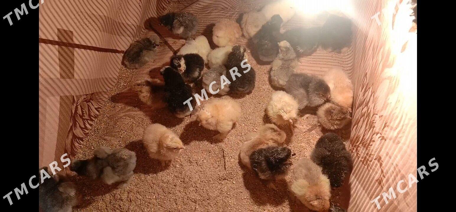 цыплята разных пород - Бузмеин - img 8