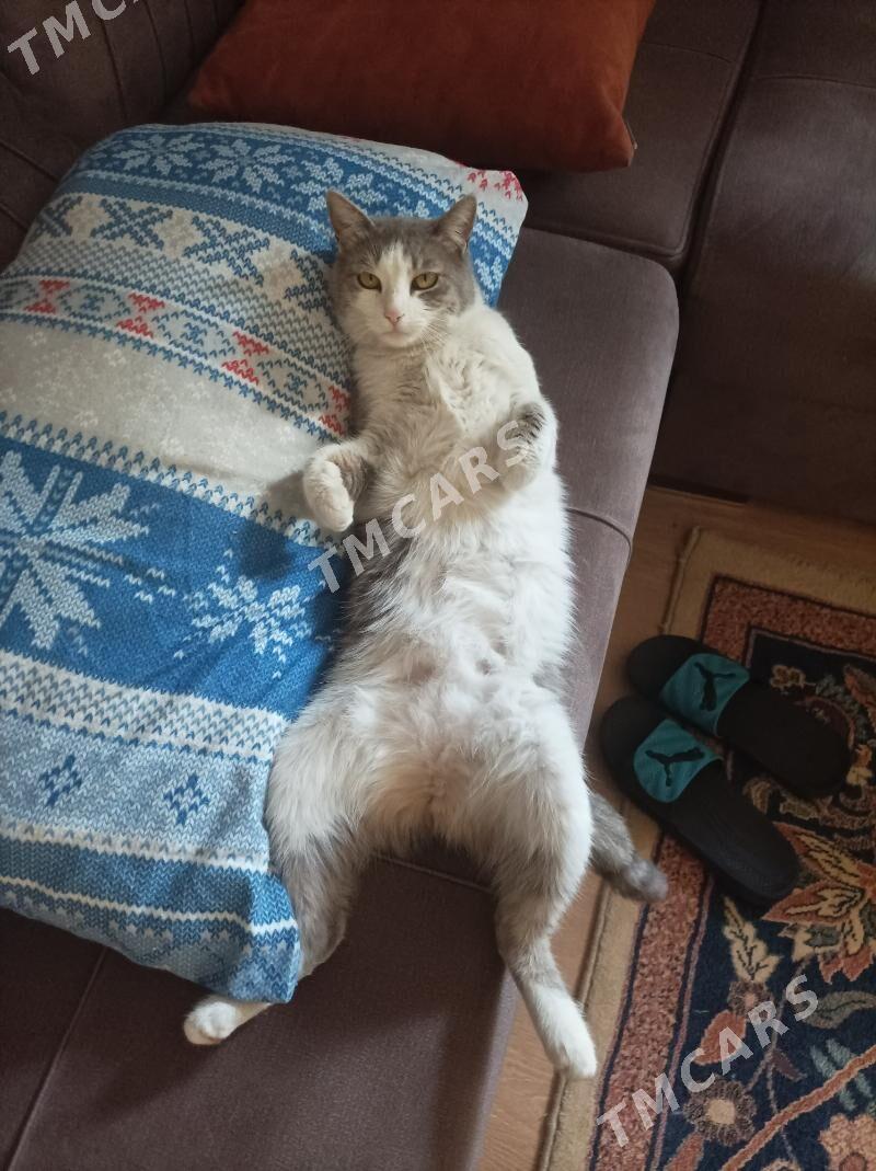 котята - Бузмеин - img 2