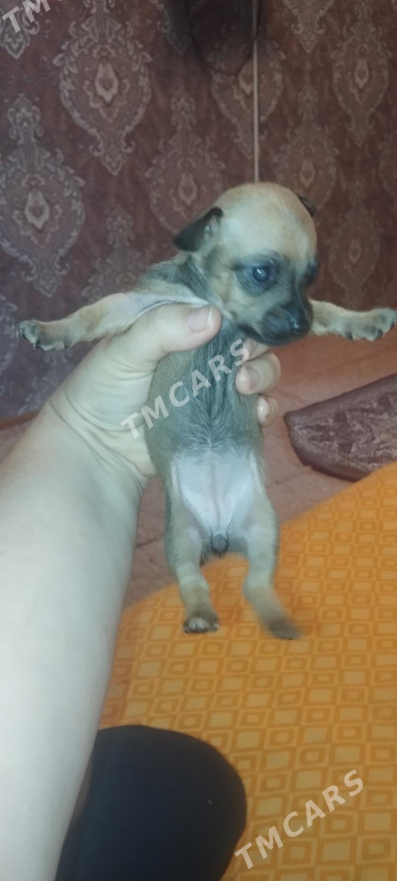 щенята русский той терьер - 9 мкр - img 3