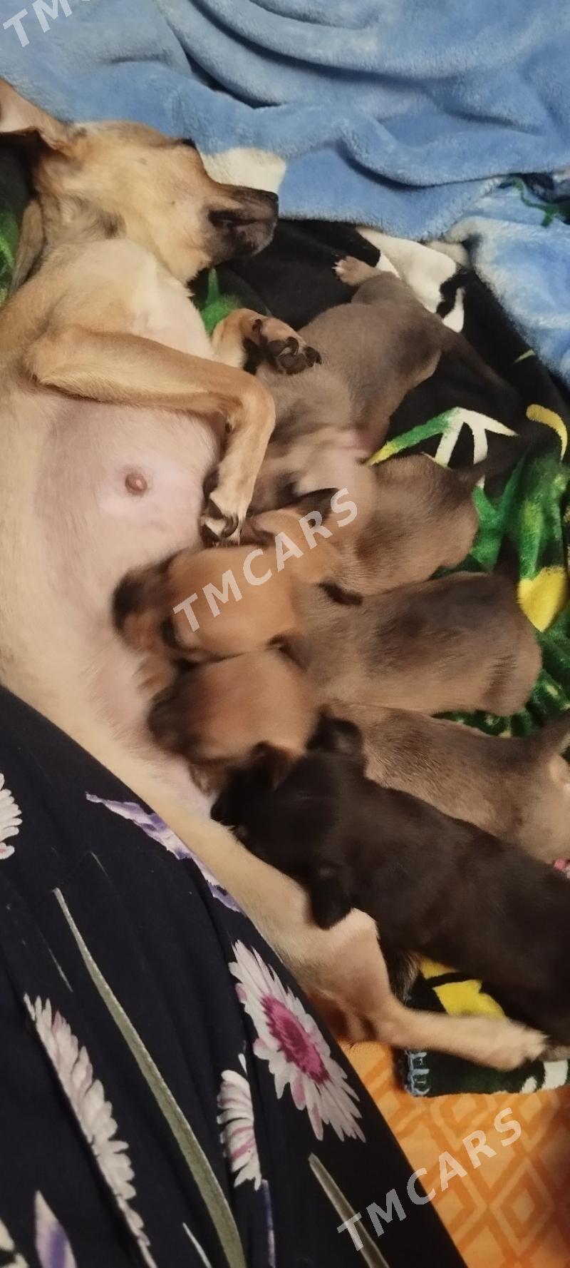 щенята русский той терьер - 9 мкр - img 2