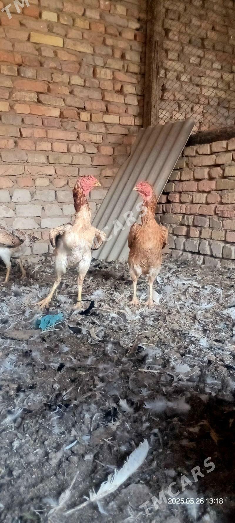 Taşkent mäki - Kaka - img 2