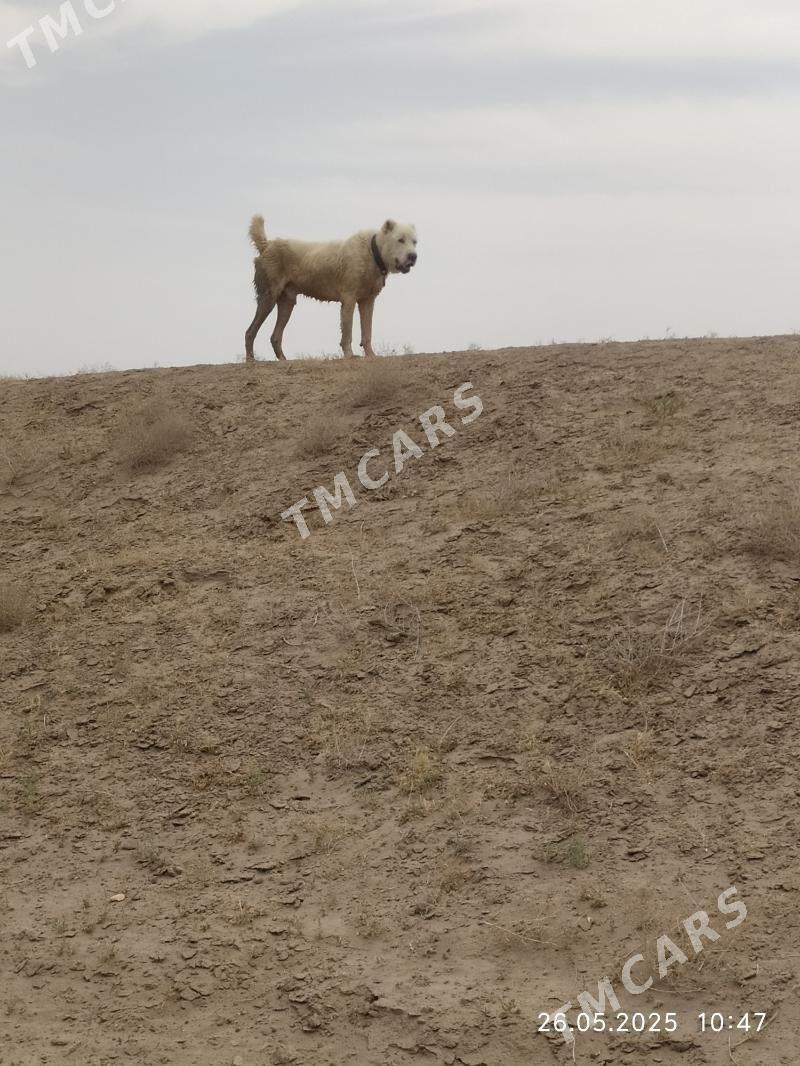 PALWAN - Достлук - img 4