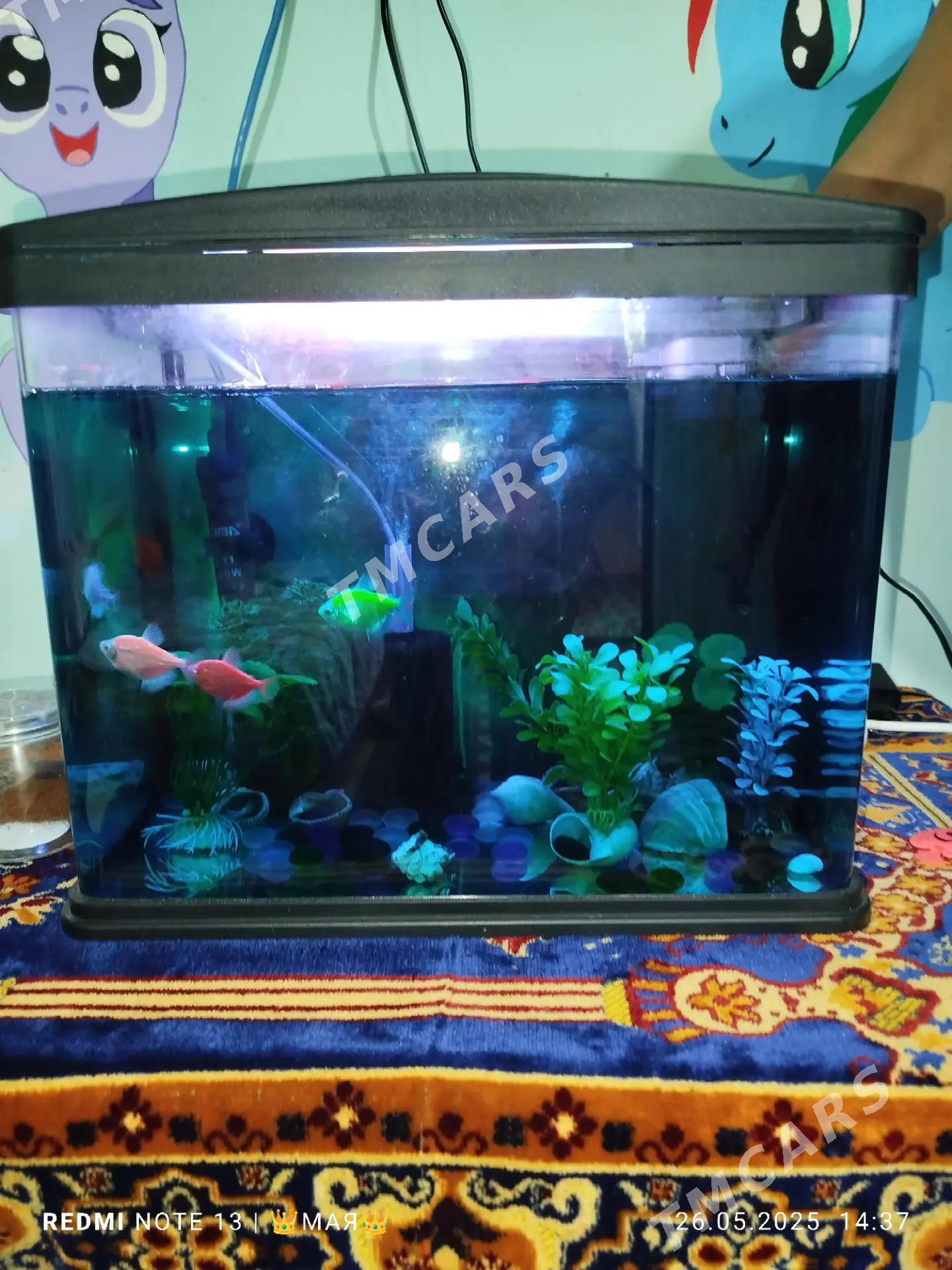 Аквариум(Akvarium) - 6 мкр - img 6