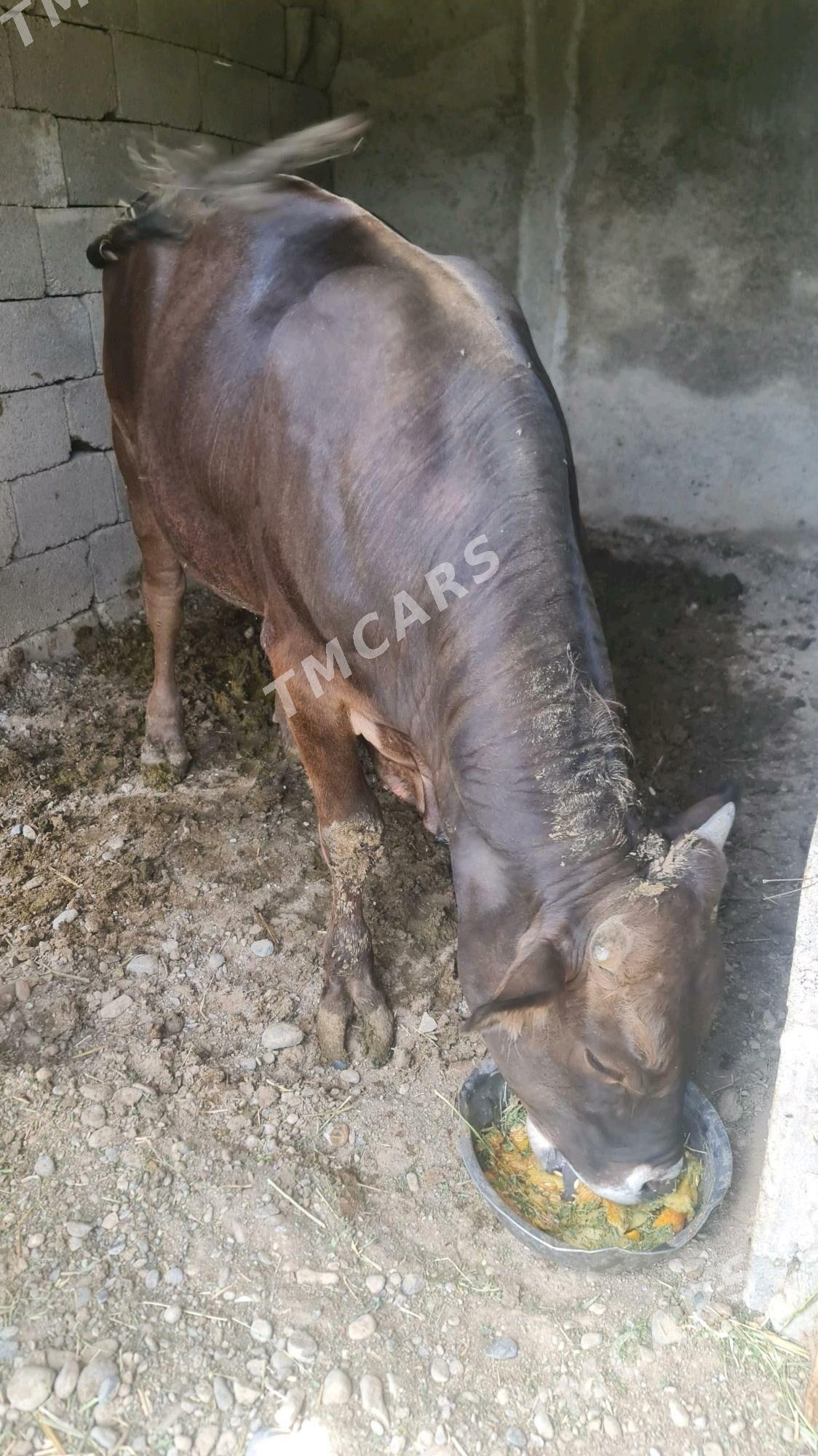 Okuz şives arassa - Gökje - img 2