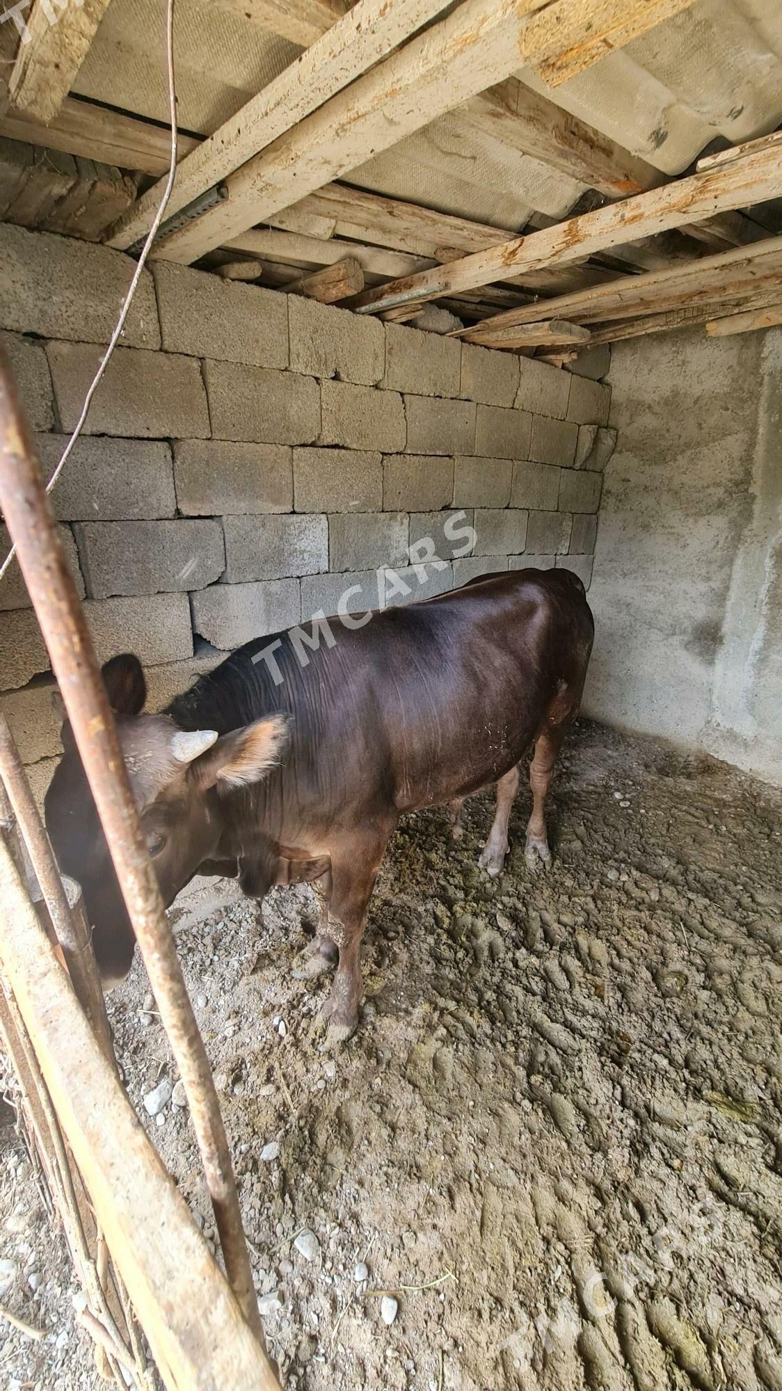 Okuz şives arassa - Gökje - img 3