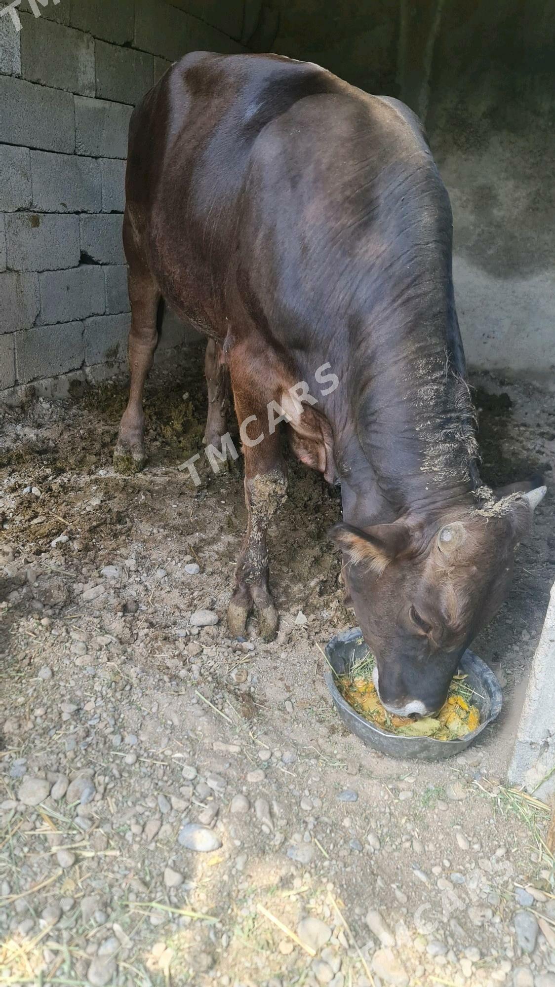 Okuz şives arassa - Gökje - img 5