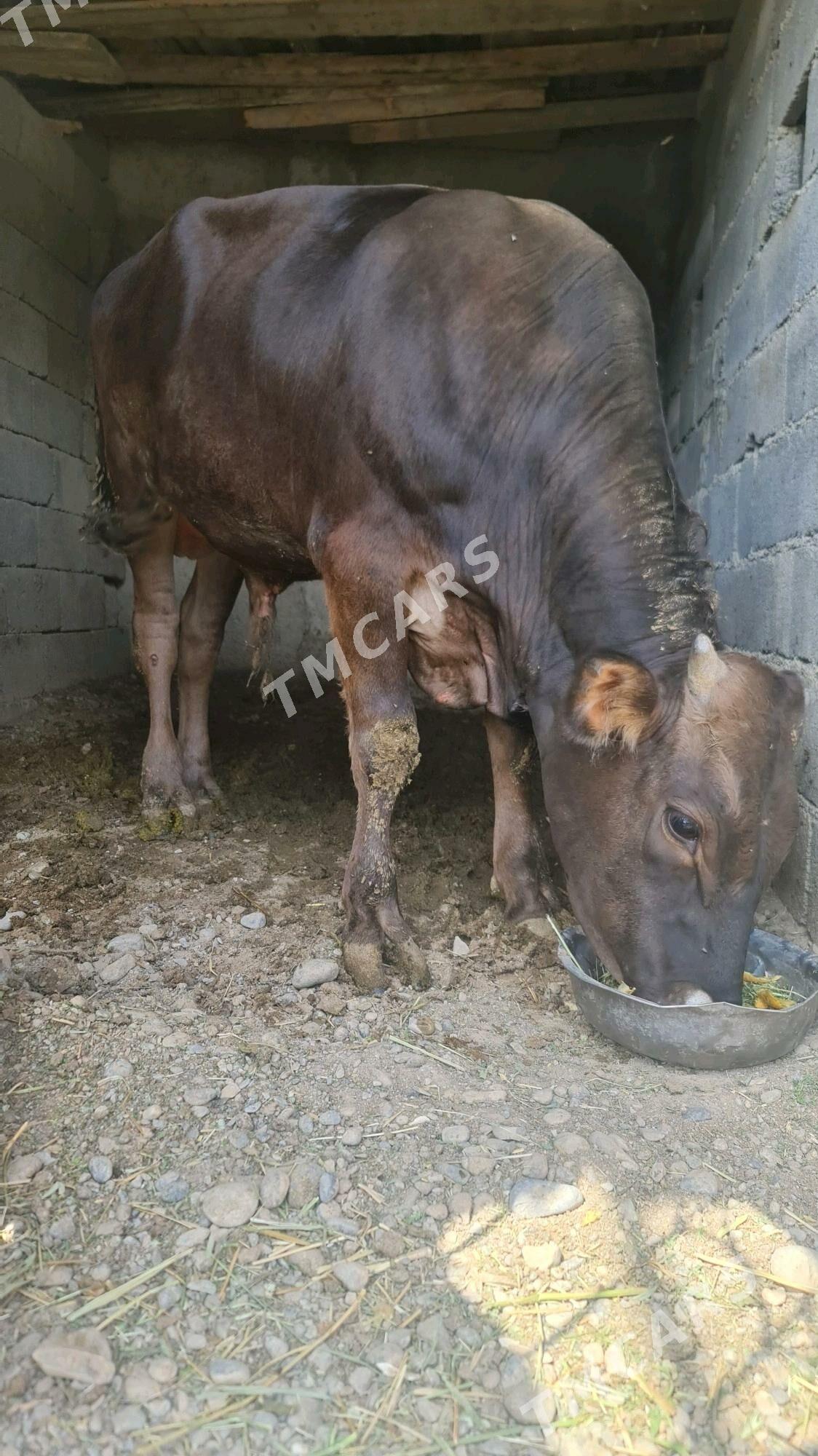 Okuz şives arassa - Gökje - img 4