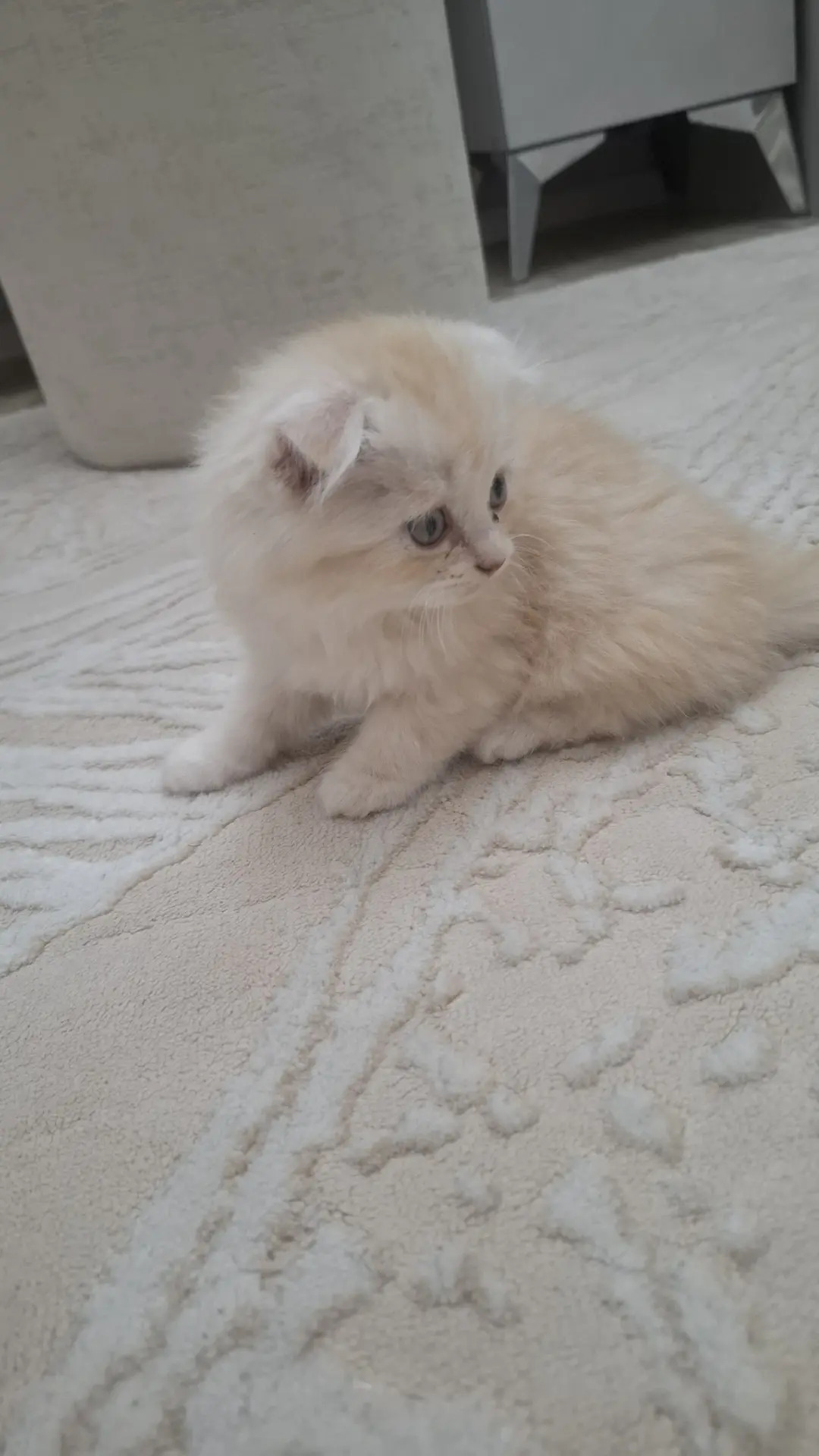 котята - Türkmenabat - img 2