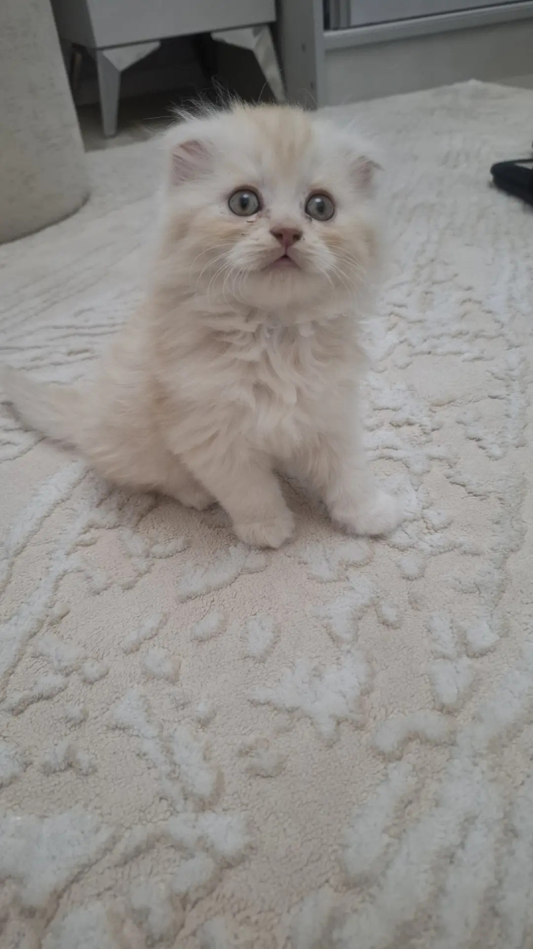котята - Türkmenabat - img 4