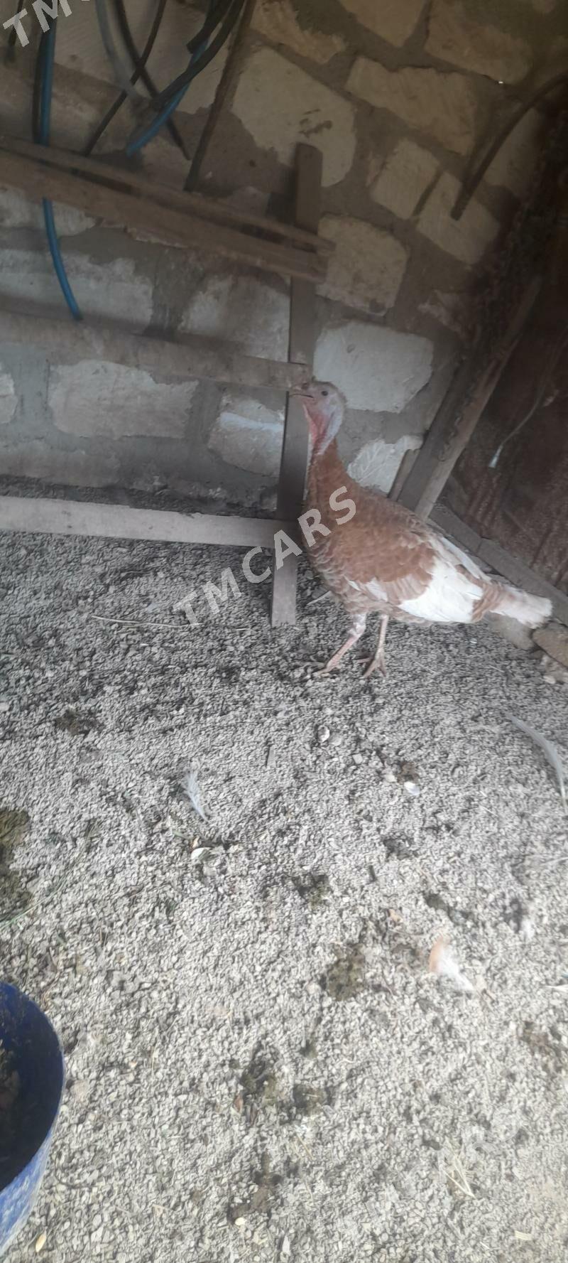 induk - Türkmenbaşy - img 2