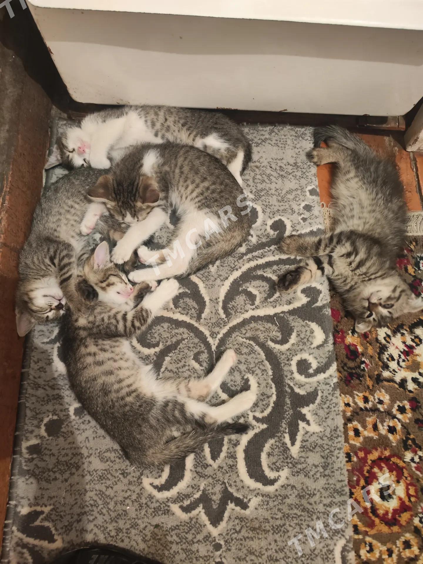 котята - Туркменабат - img 5