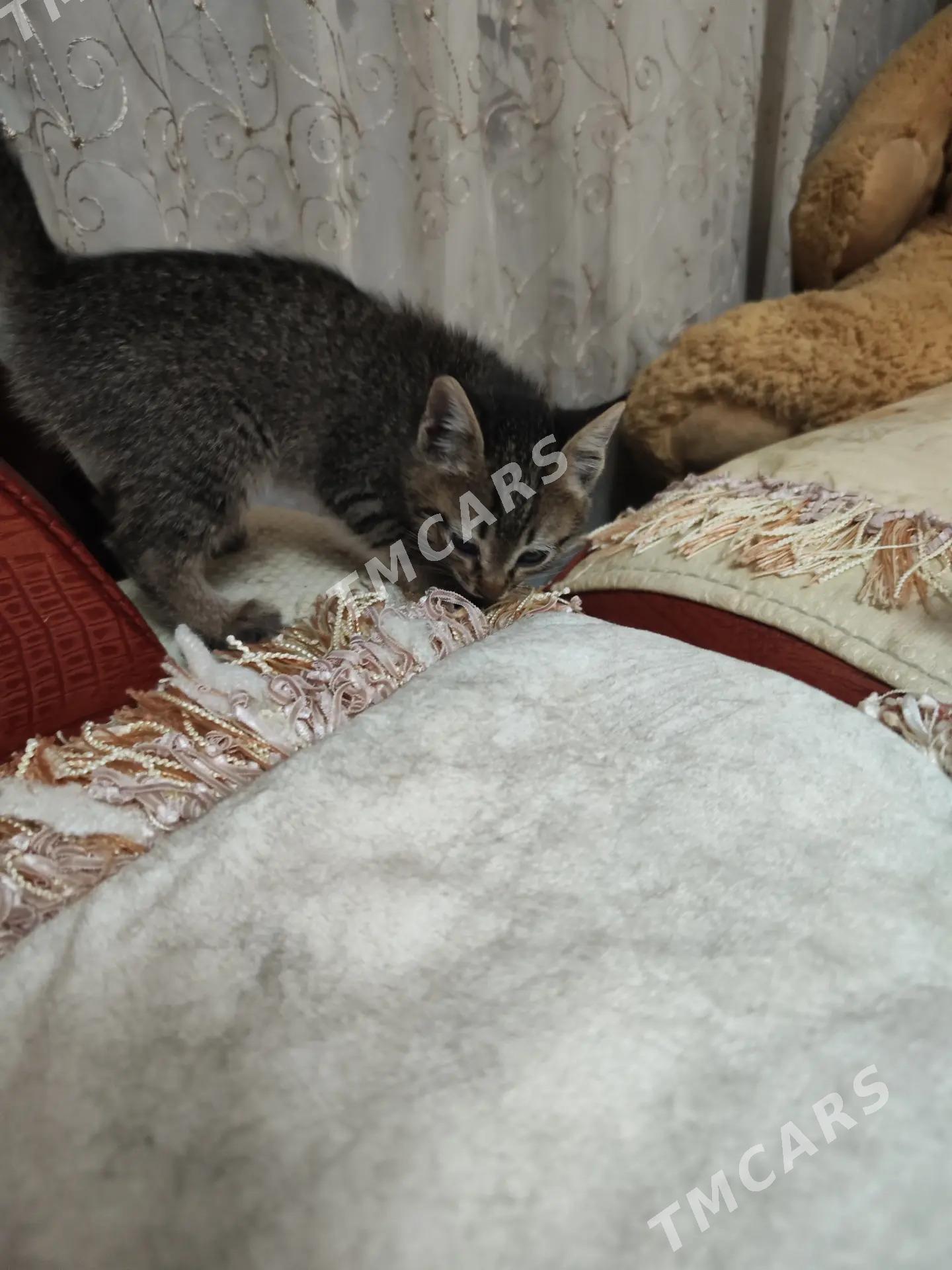 котята - Туркменабат - img 3